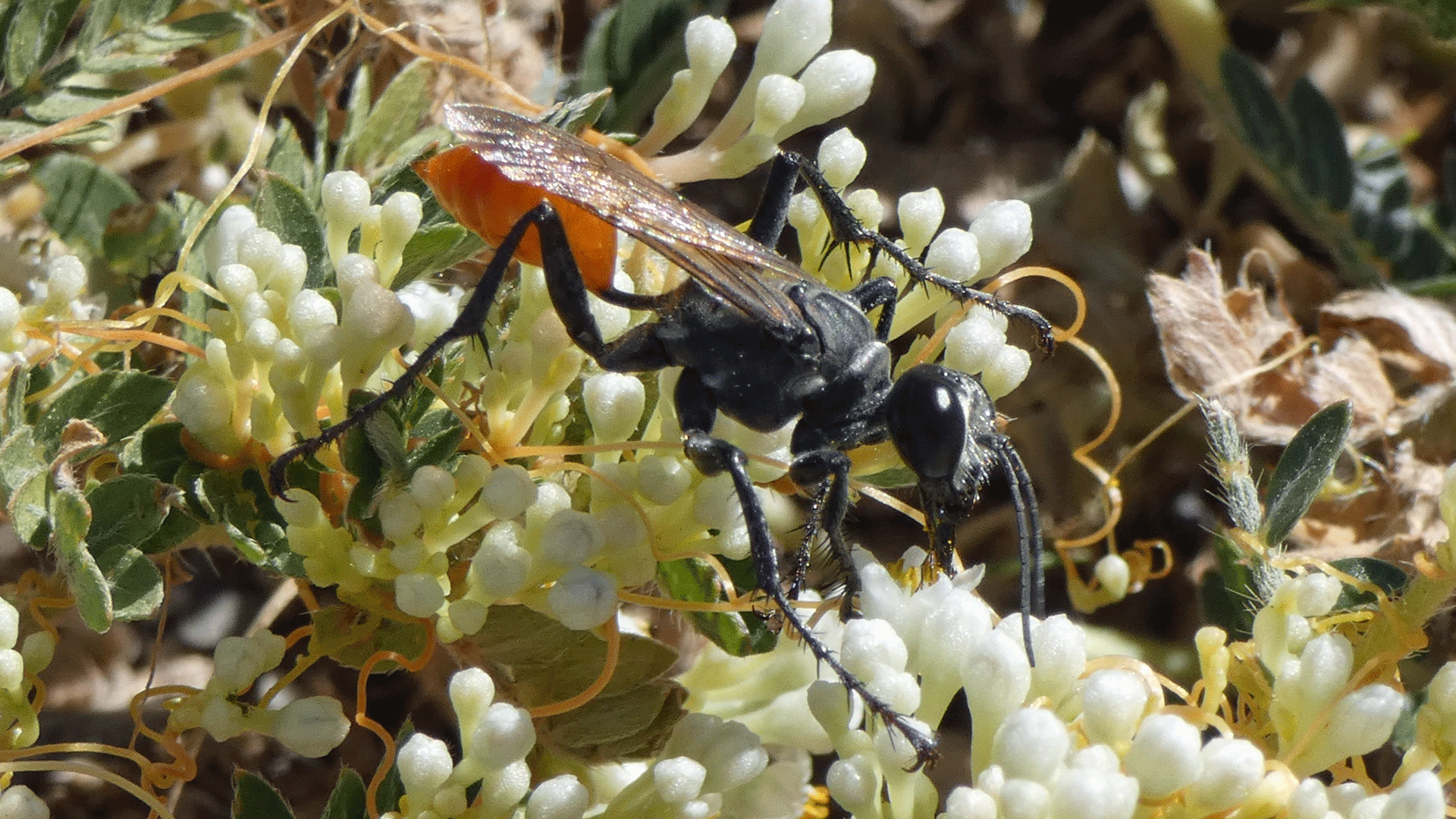 On dodder, Rio Grande Bosque, Albuquerque, October 2020