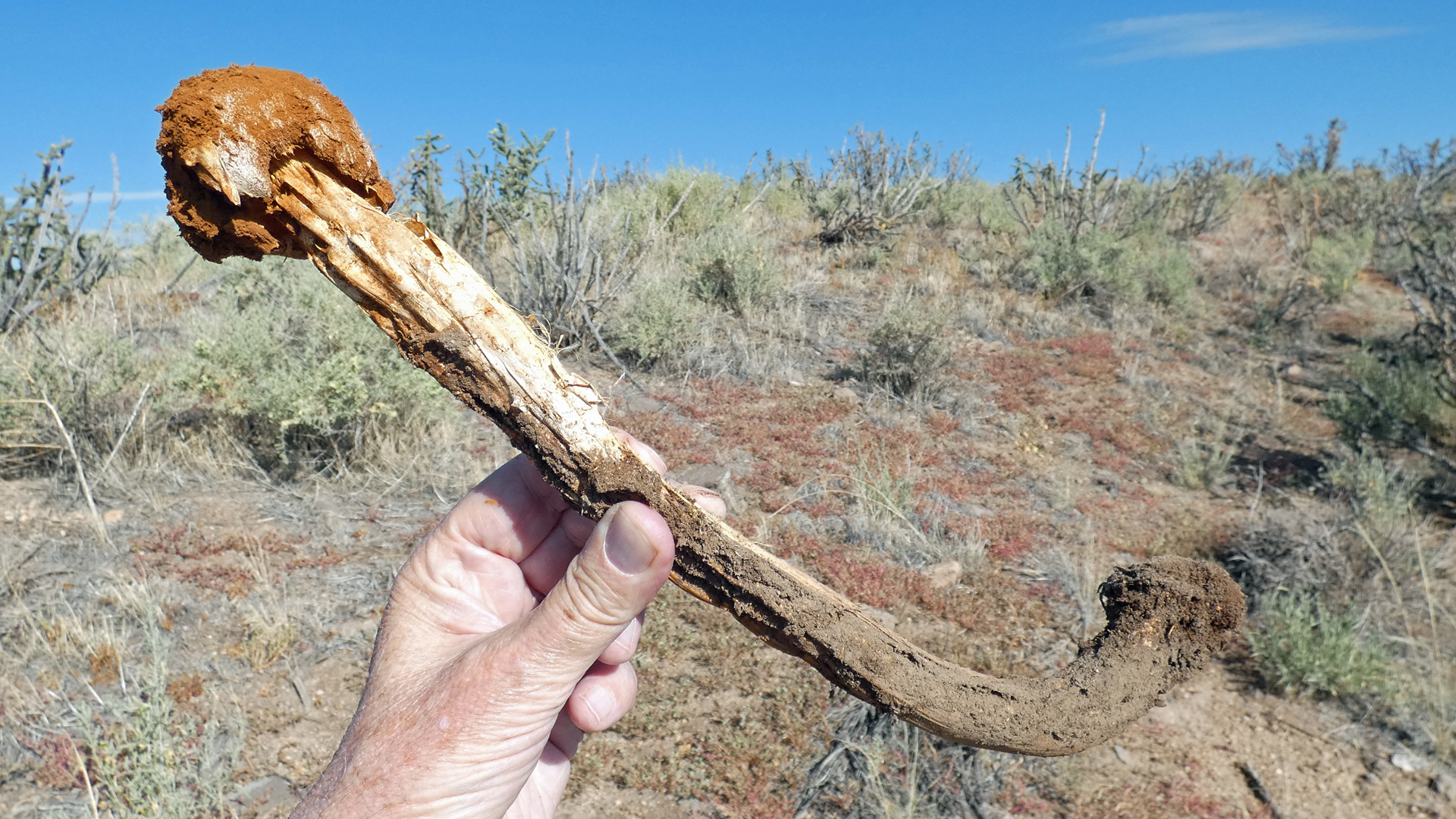Jemez Mountains, September 2021
