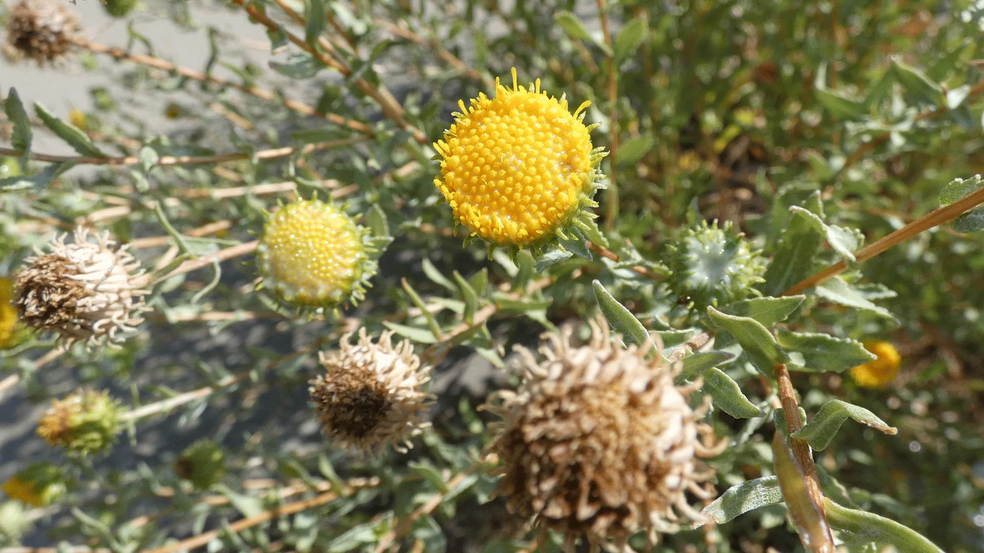 Albuquerque, September 2020