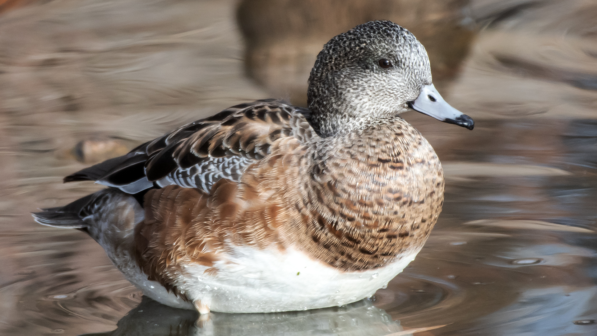 Female, Tingley Beach, Albuquerque, December 2025