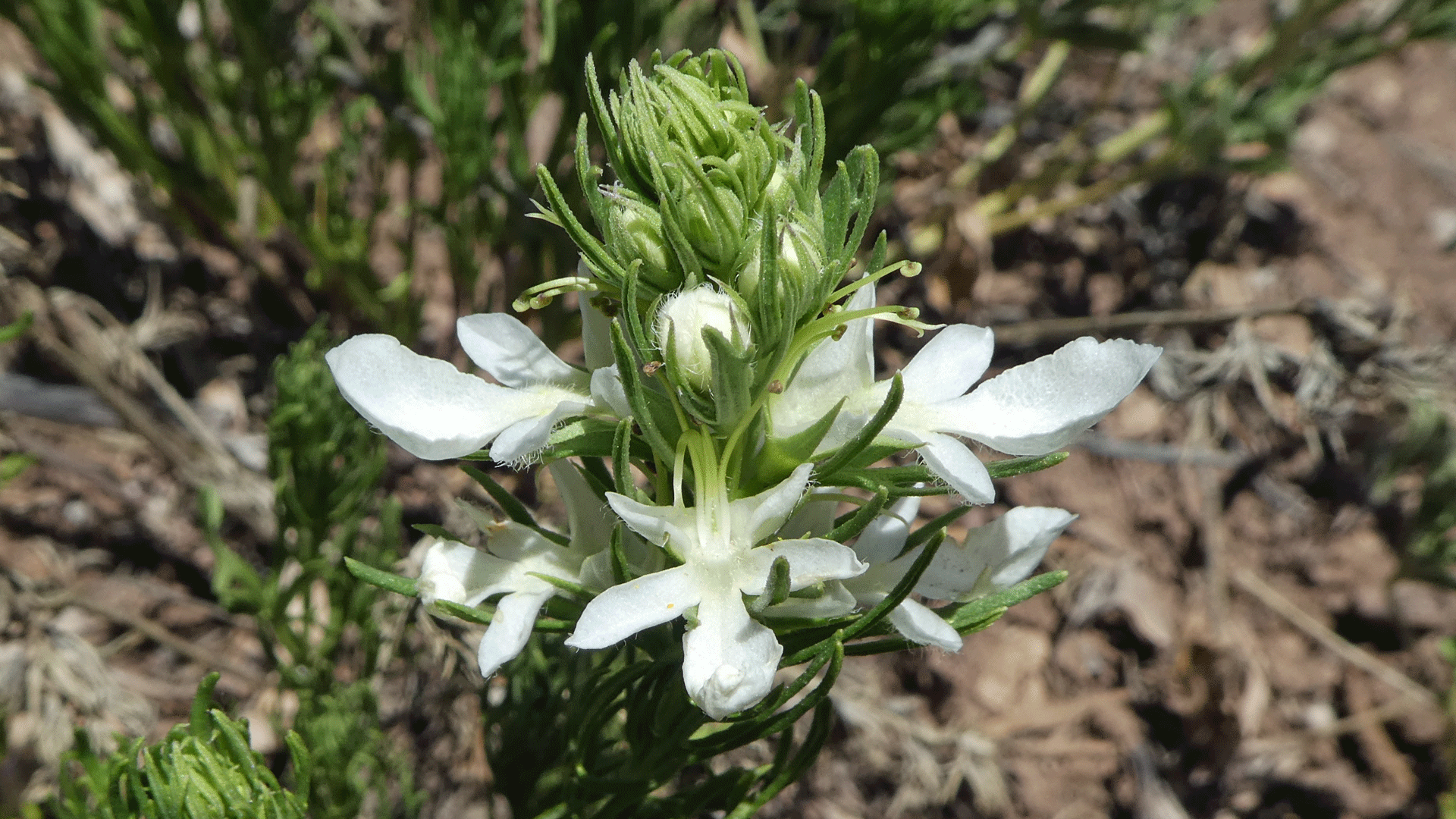 Manzanita Mountains, June 2020