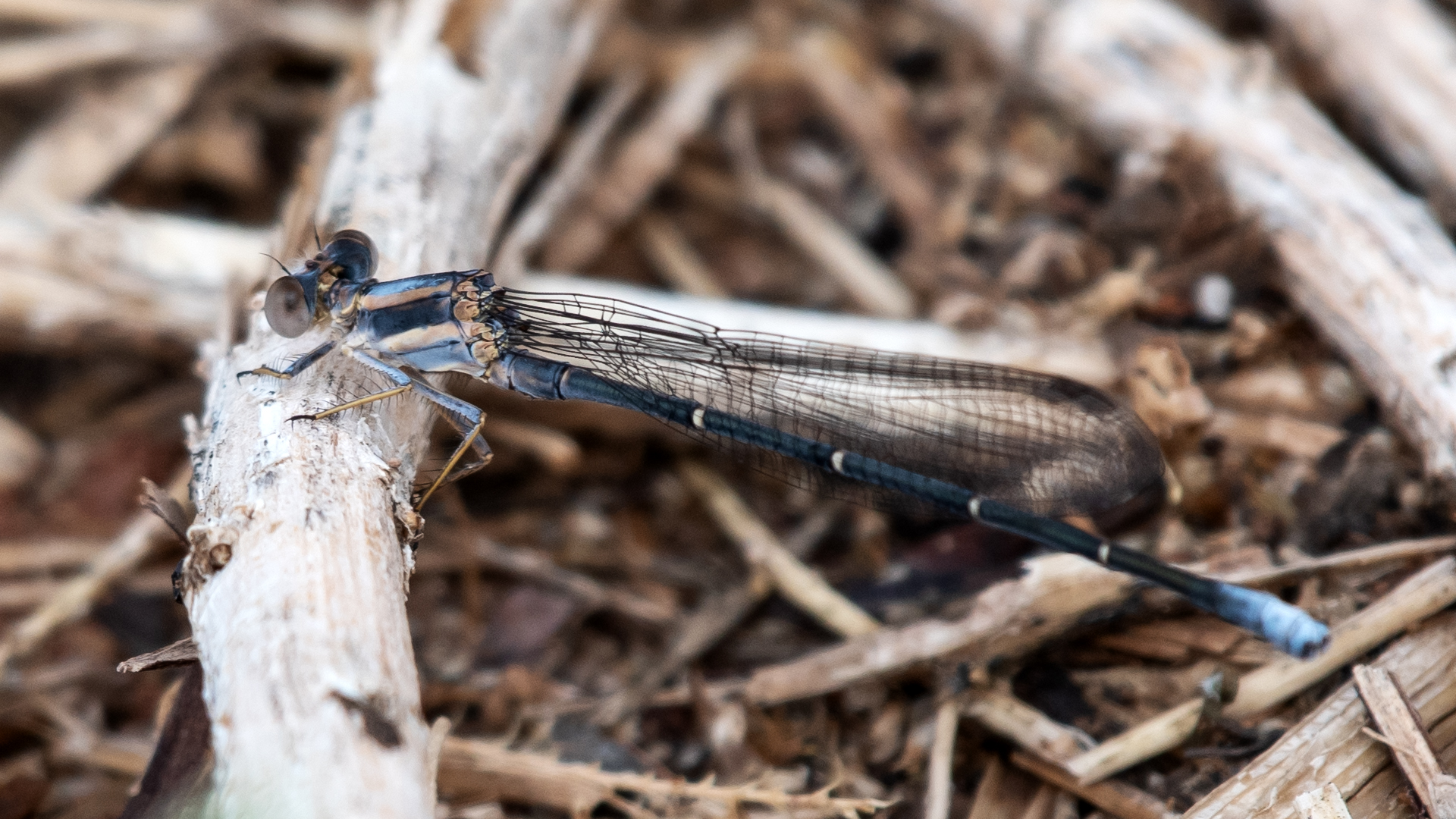 Male, San Acacia, July 2025