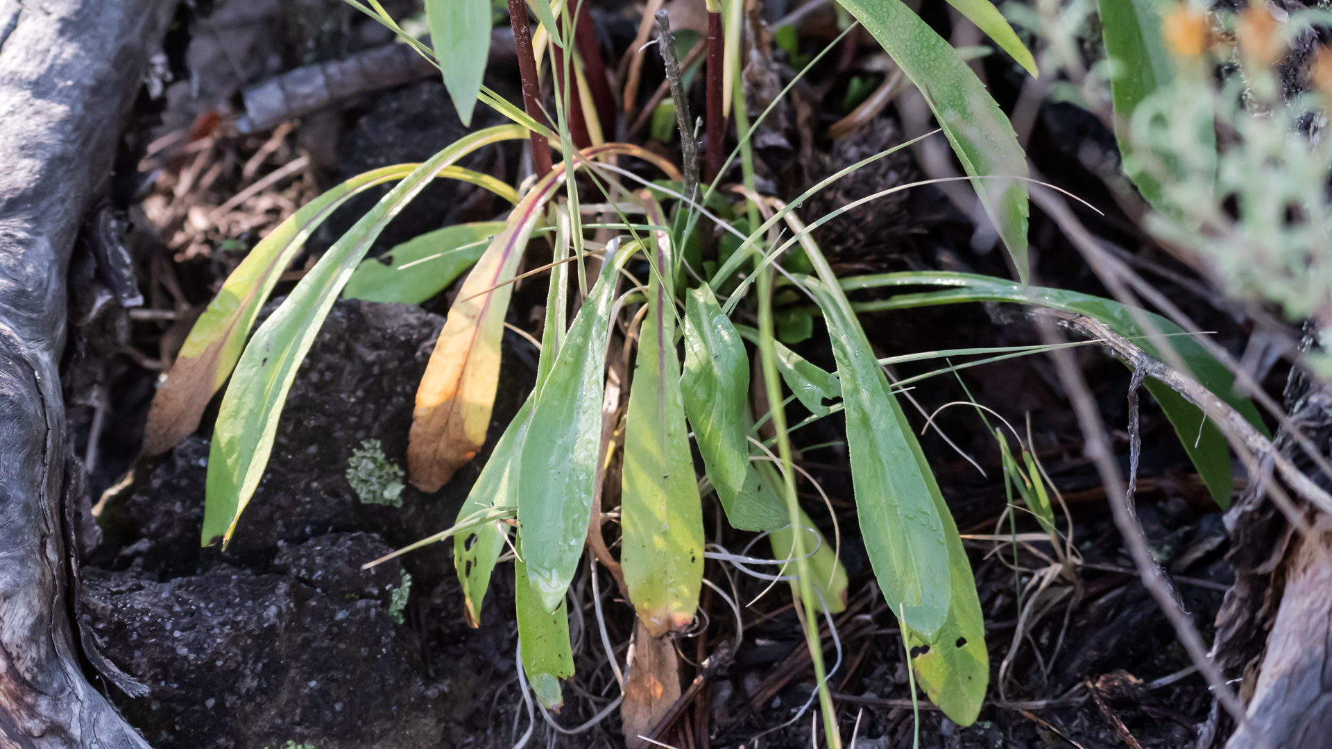 Basal Leaves, Acid Canyon, Los Alamos, September 2025