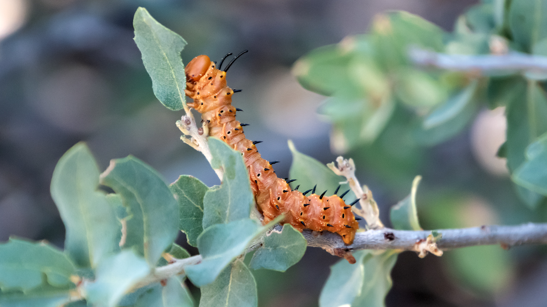 On scrub oak, Sandia Mountains west foothills, August 2025