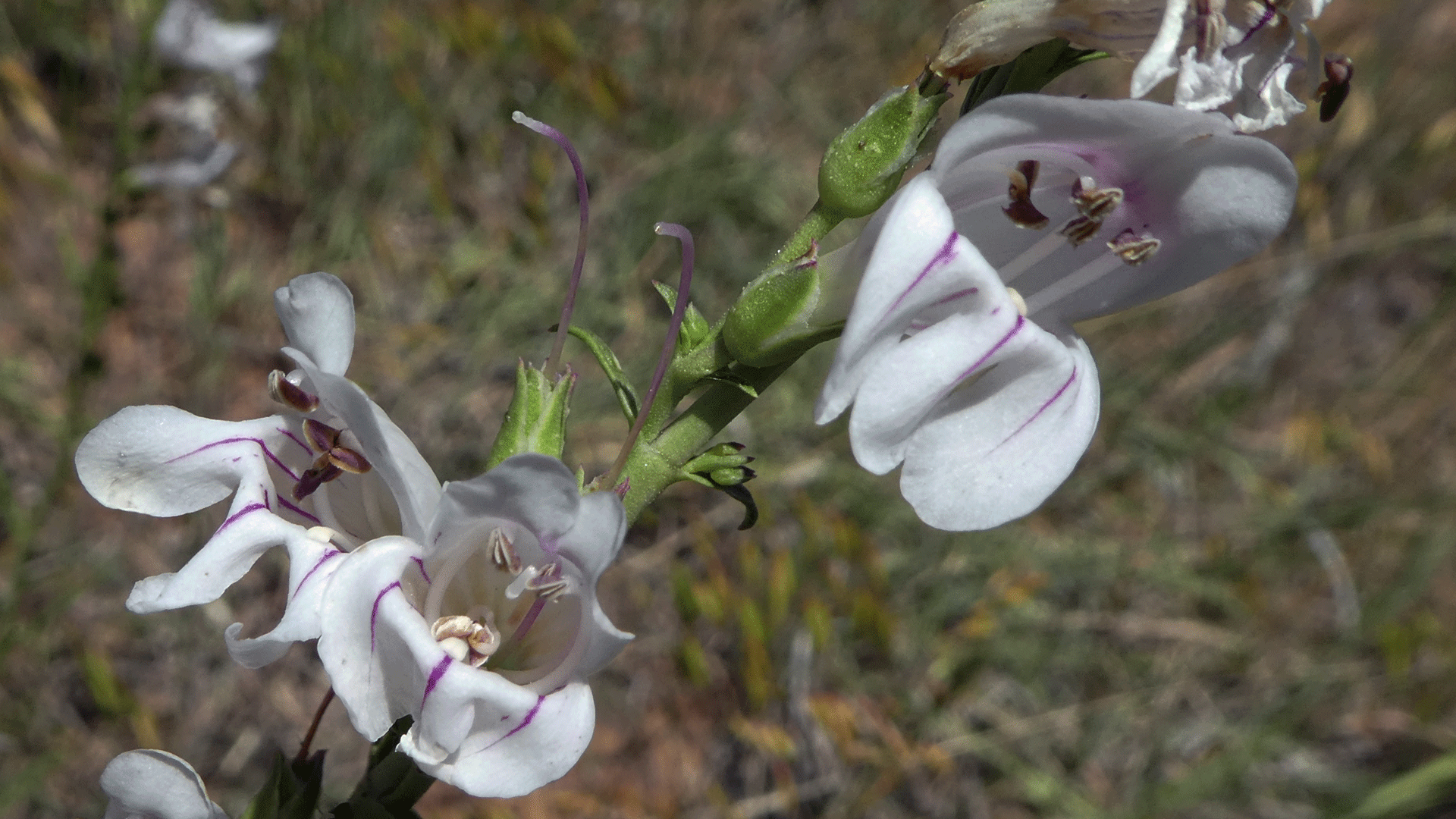 East foothills of the Sandia Mountains, June 2016