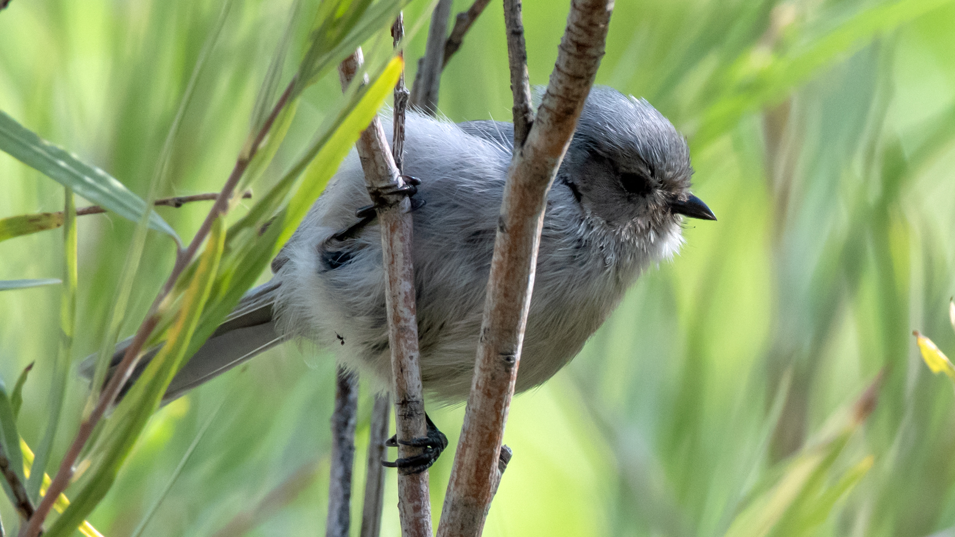 Male/juvenile, Rio Grande Bosque, Albuquerque, September 2023