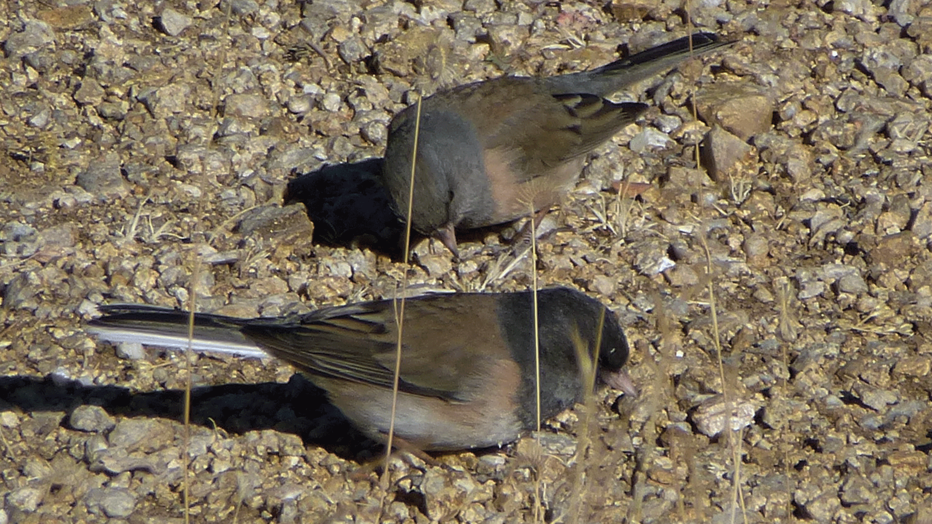 Pair, Sandia Mountain west foothills, January 2018