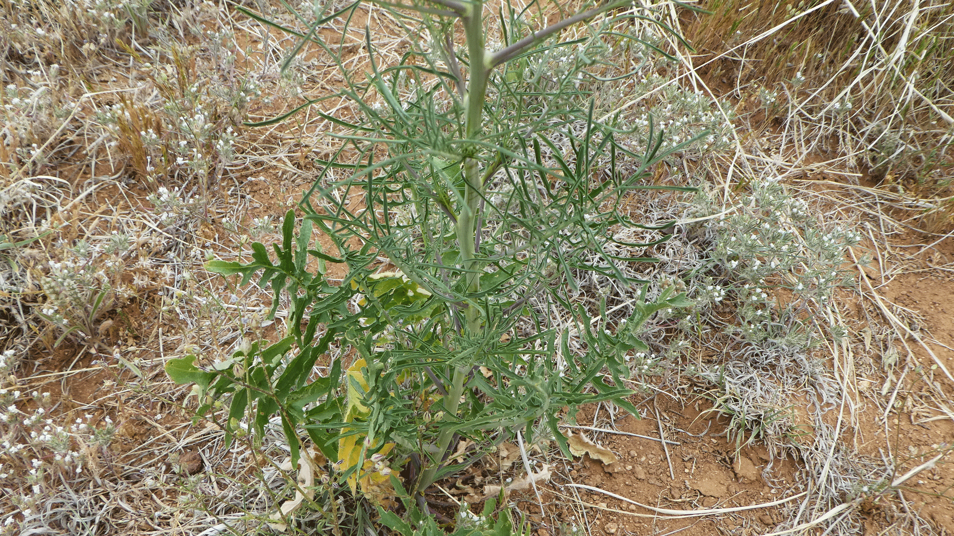 Sandia Mountain Foothills, May 2020