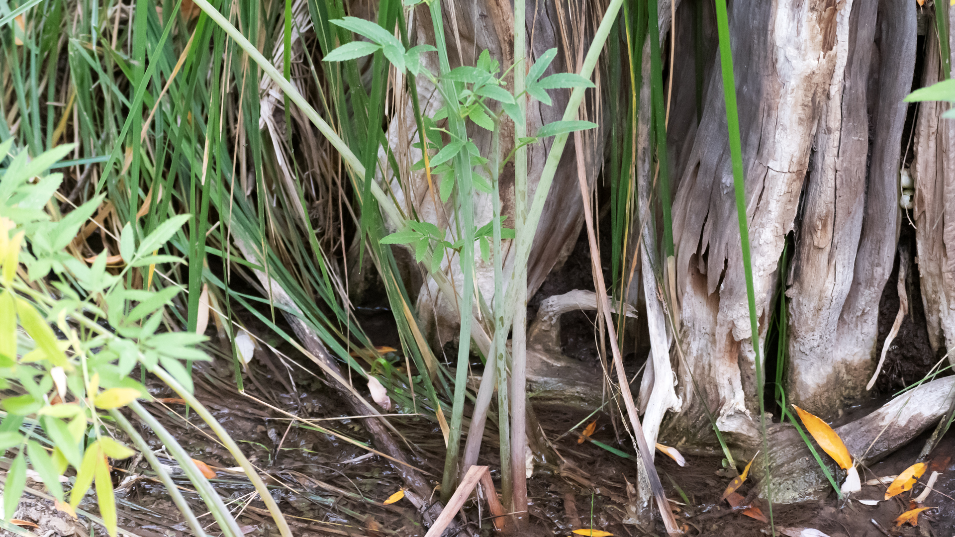 Stems, Carlito Springs, October 2025