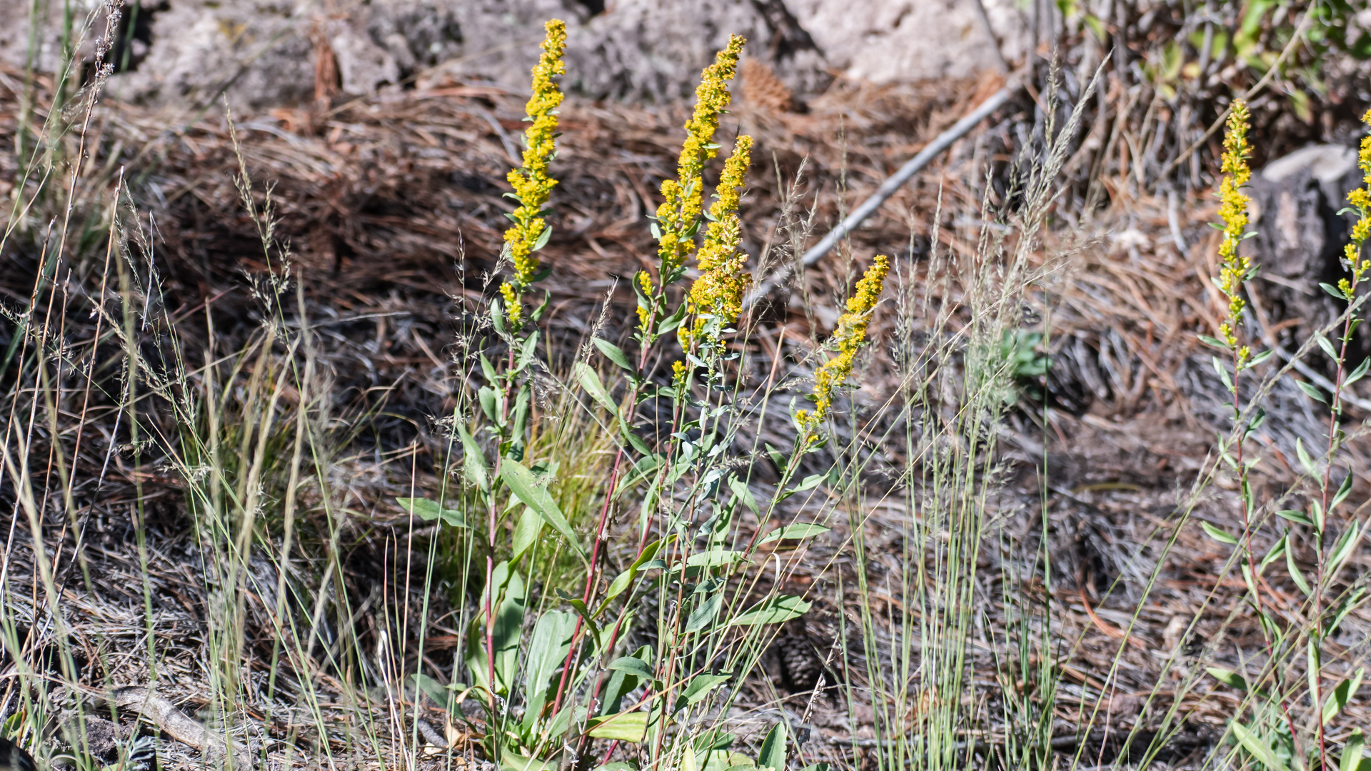 Acid Canyon, Los Alamos, September 2025
