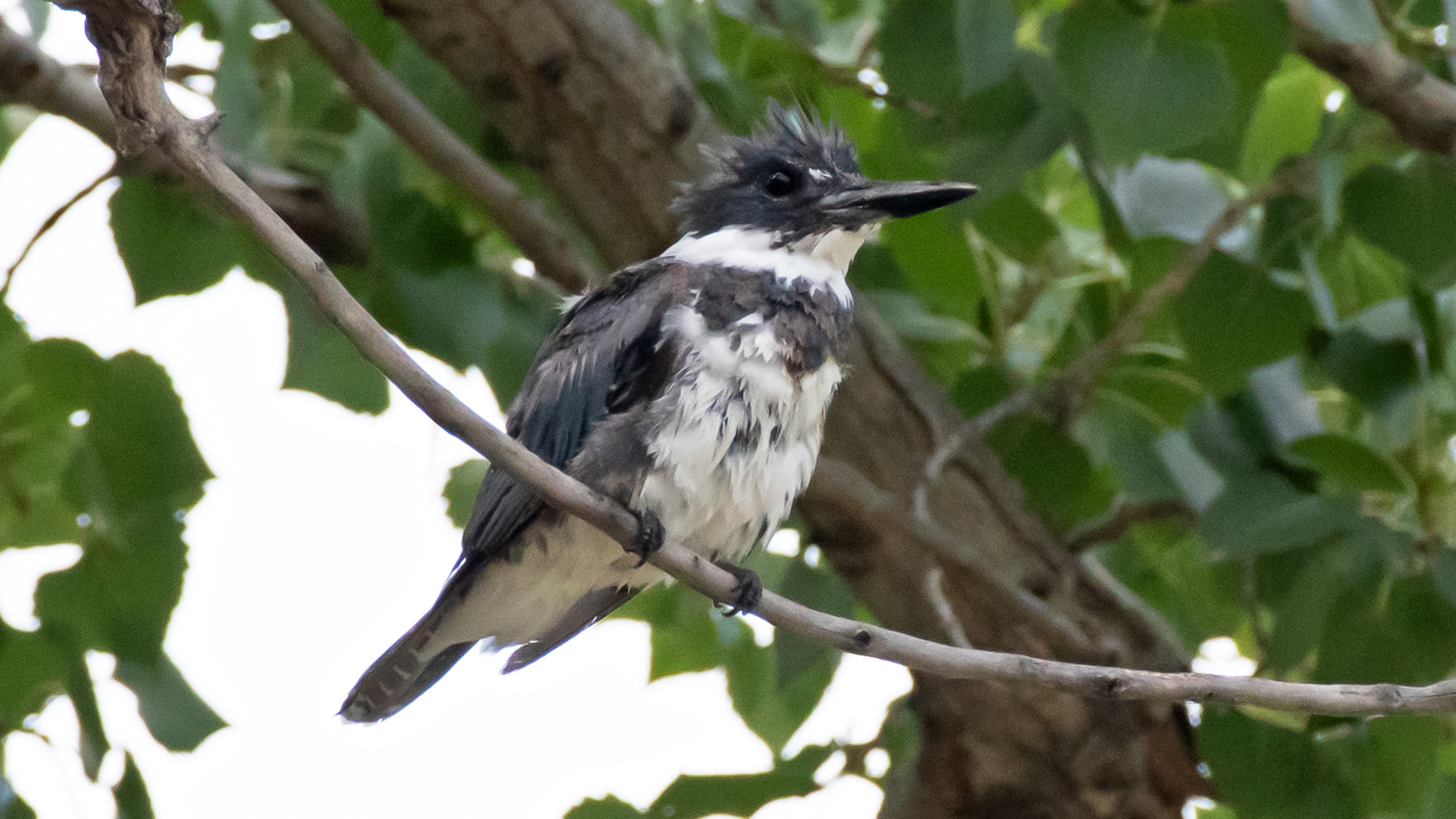 Male, Rio Grande Bosque, Albuquerque, September 2023