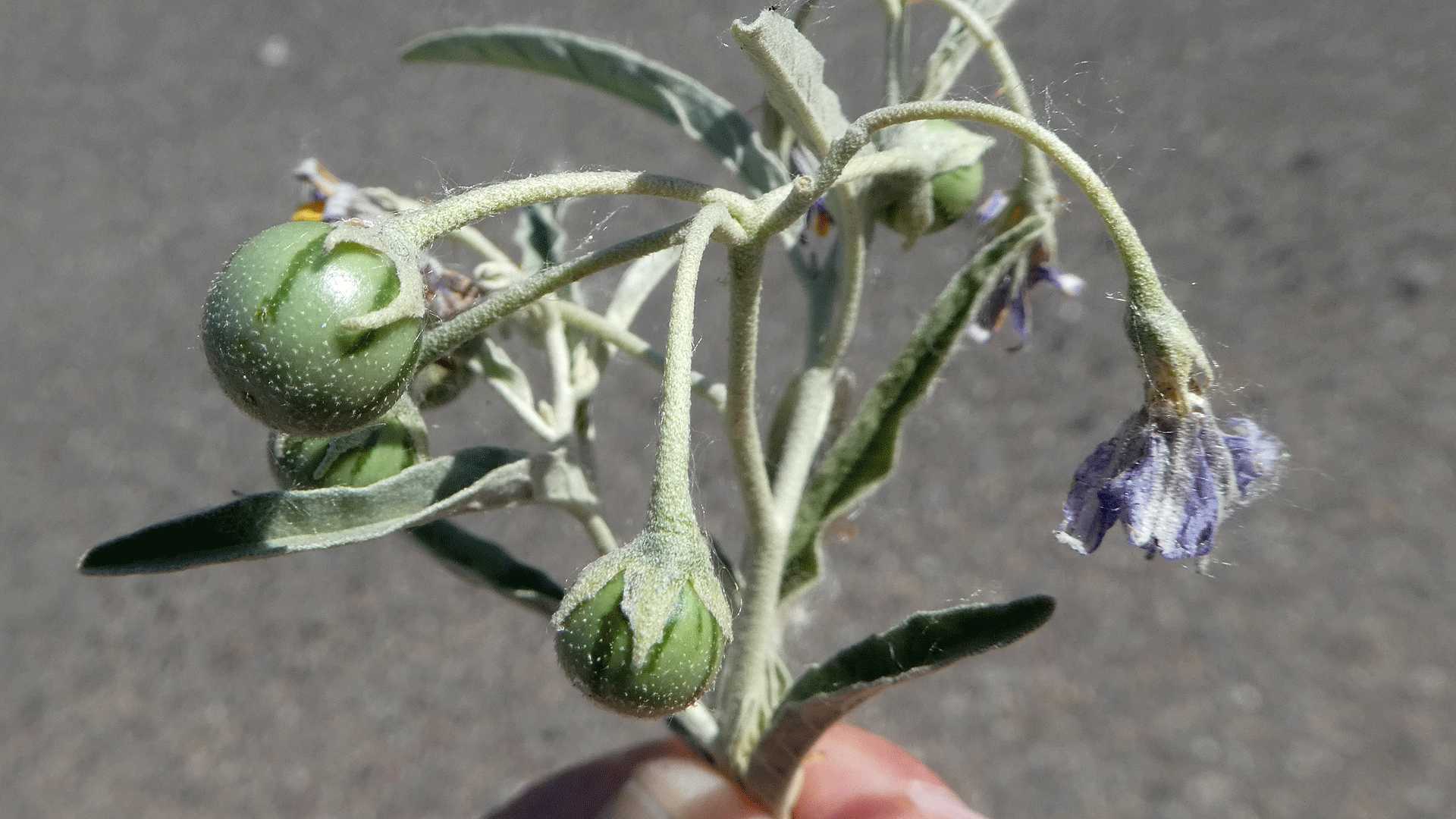 Green fruit, Albuquerque, June 2020