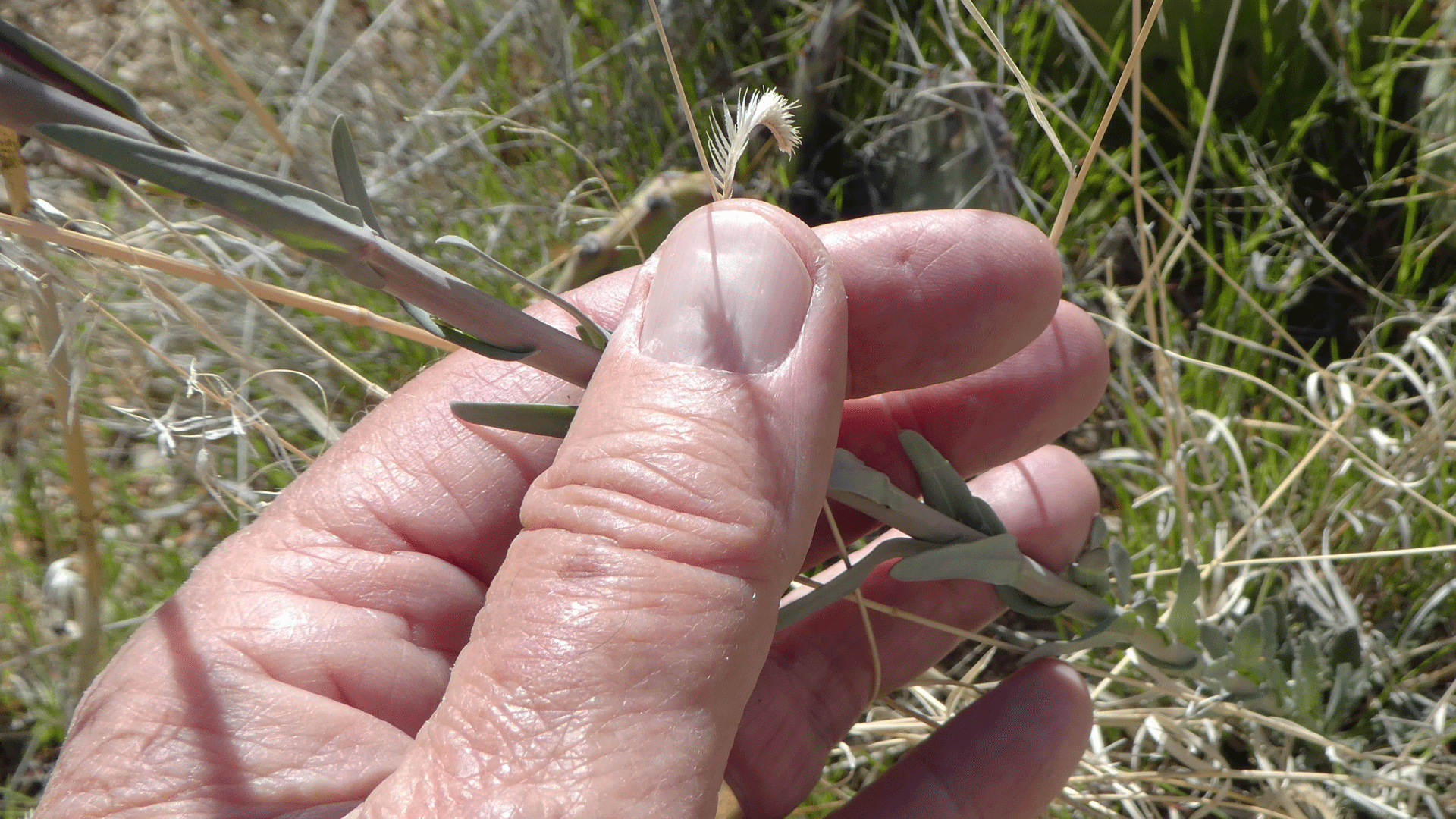 Stem and leaves, Sandia Mountains west foothills, April 2020