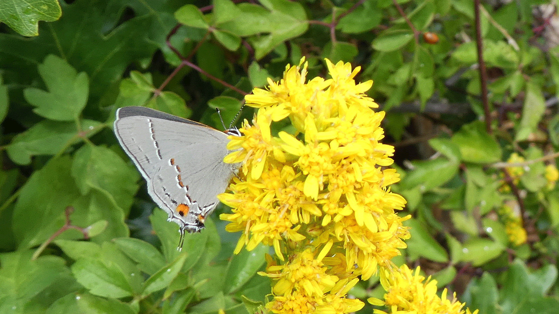 On goldenrod, Sandia Mountains, July 2020