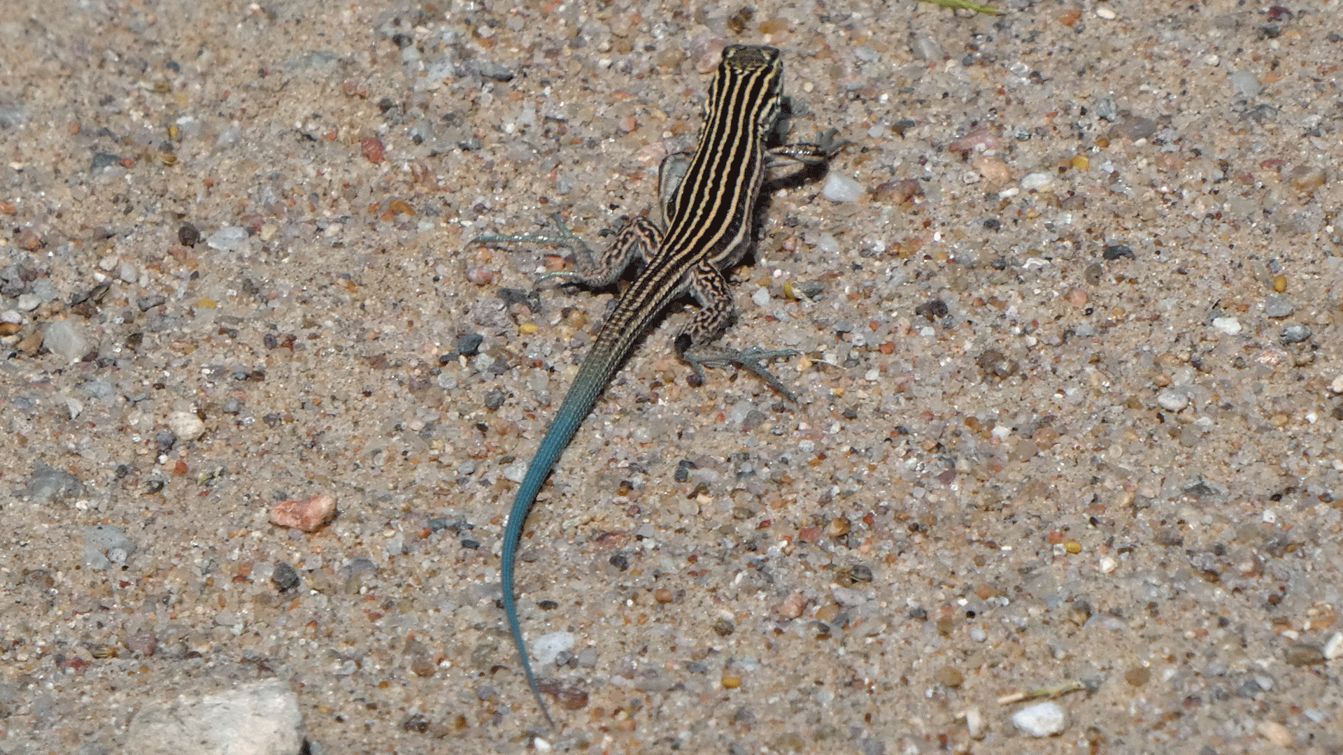 Rio Grande Bosque, Albuquerque, August 2020