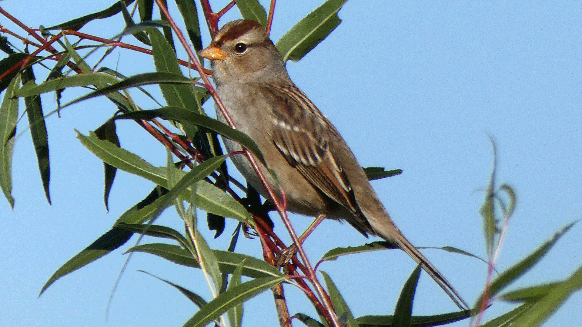 Immature, Rio Grande Bosque, Albuquerque, September 2020