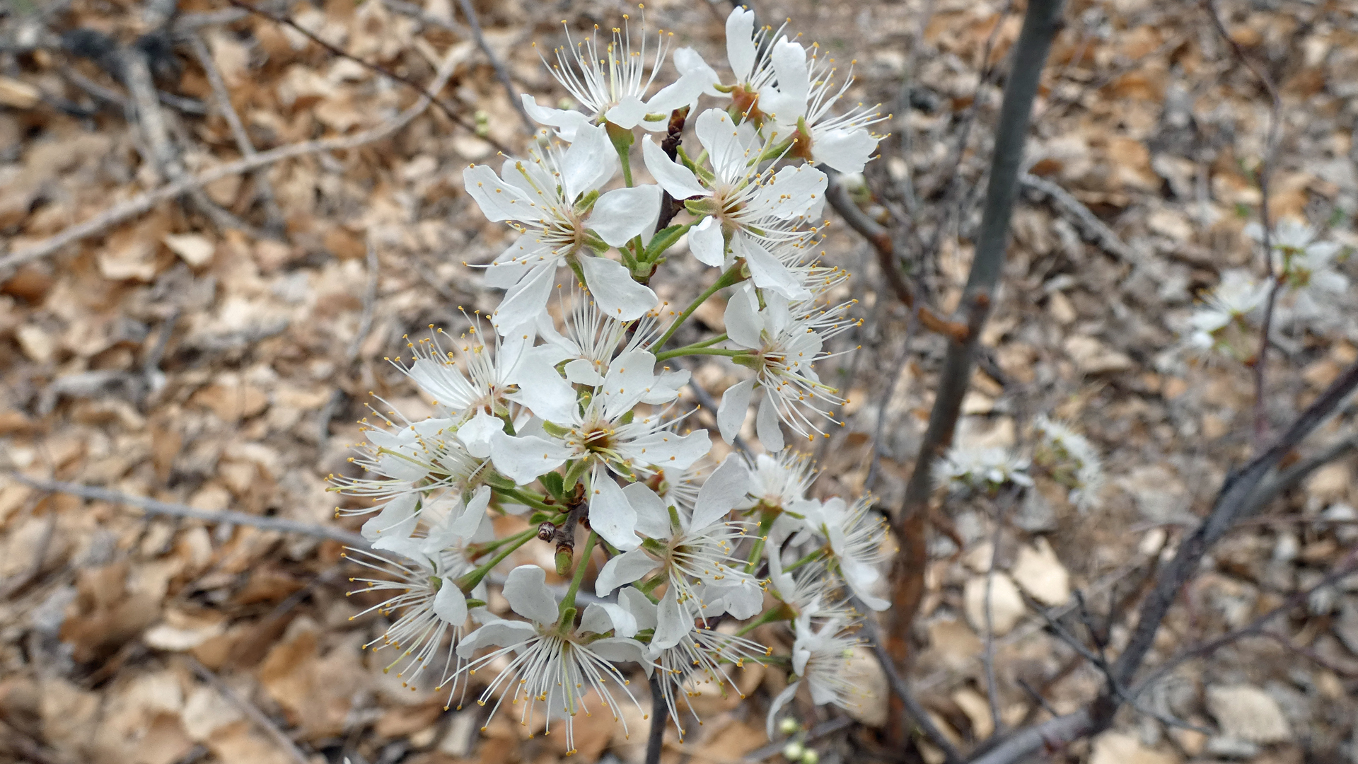 Rio Grande Bosque, Albuquerque, April 2021