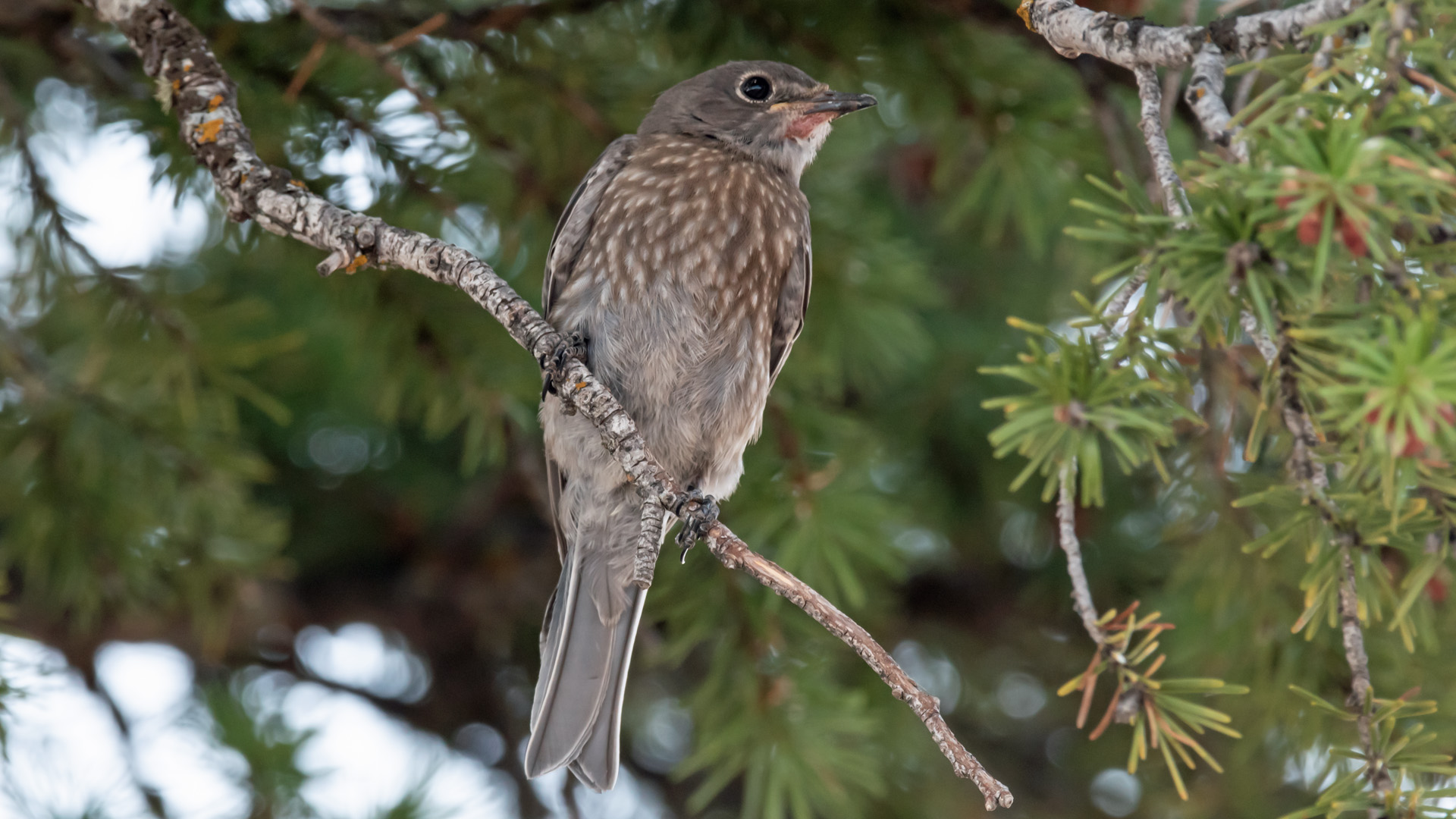 Juvenile, Upper Sandia Mountains, July 2023