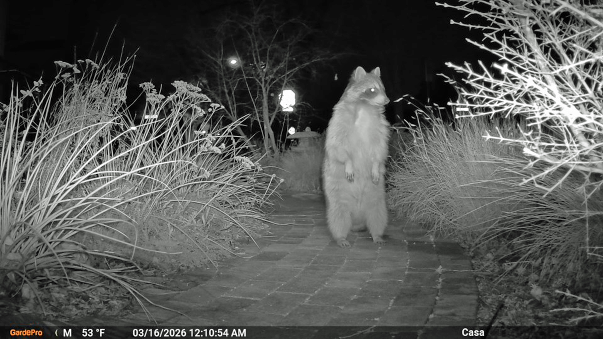My front yard, Albuquerque, March 2026