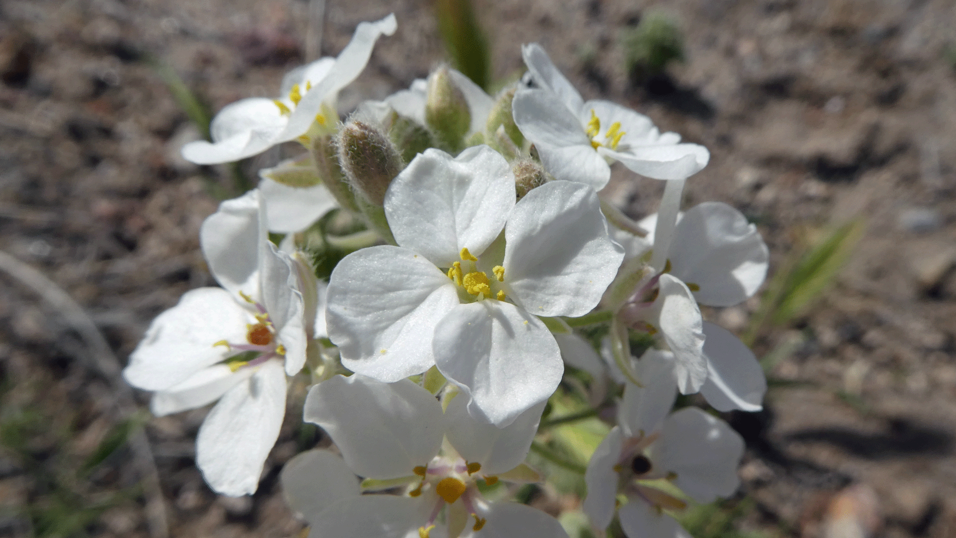 Albuquerque, April 2020