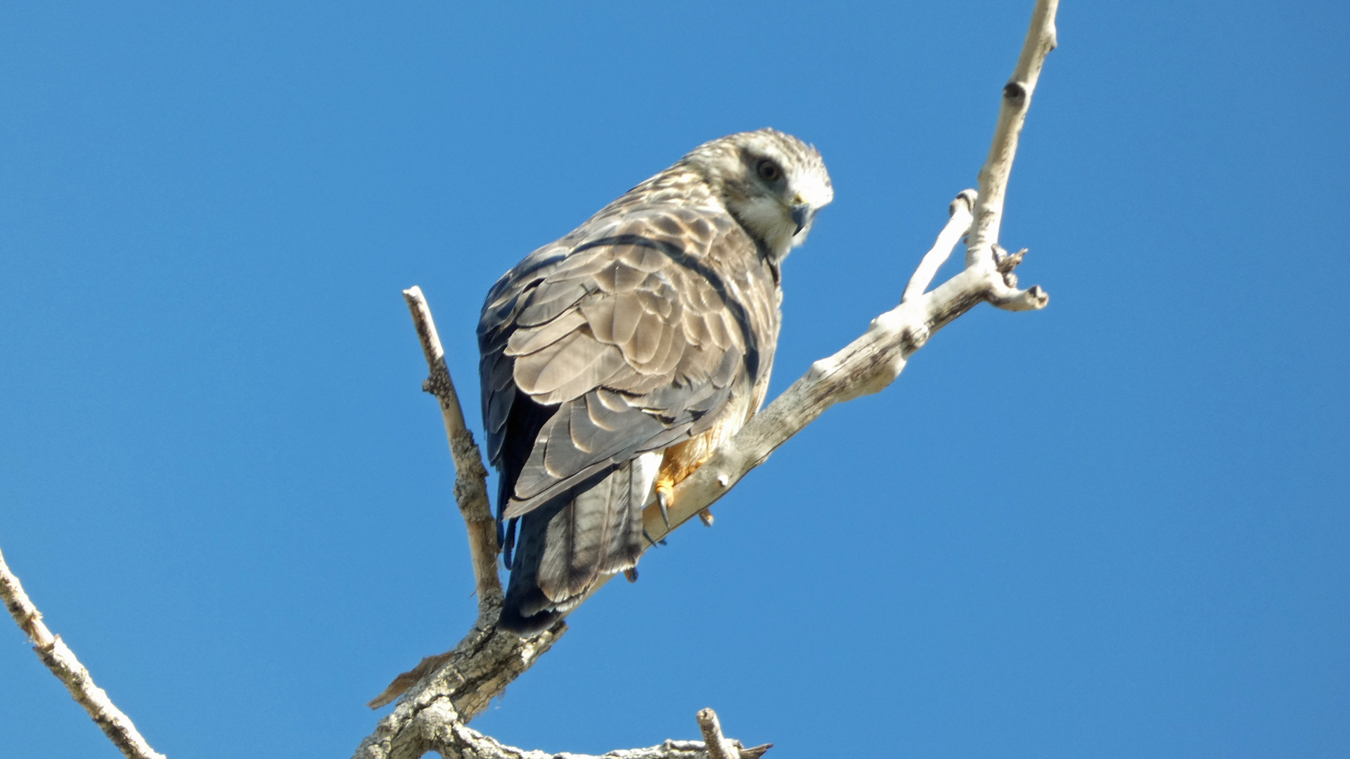 Juvenile, Rio Grande Bosque, Albuquerque, September 2021