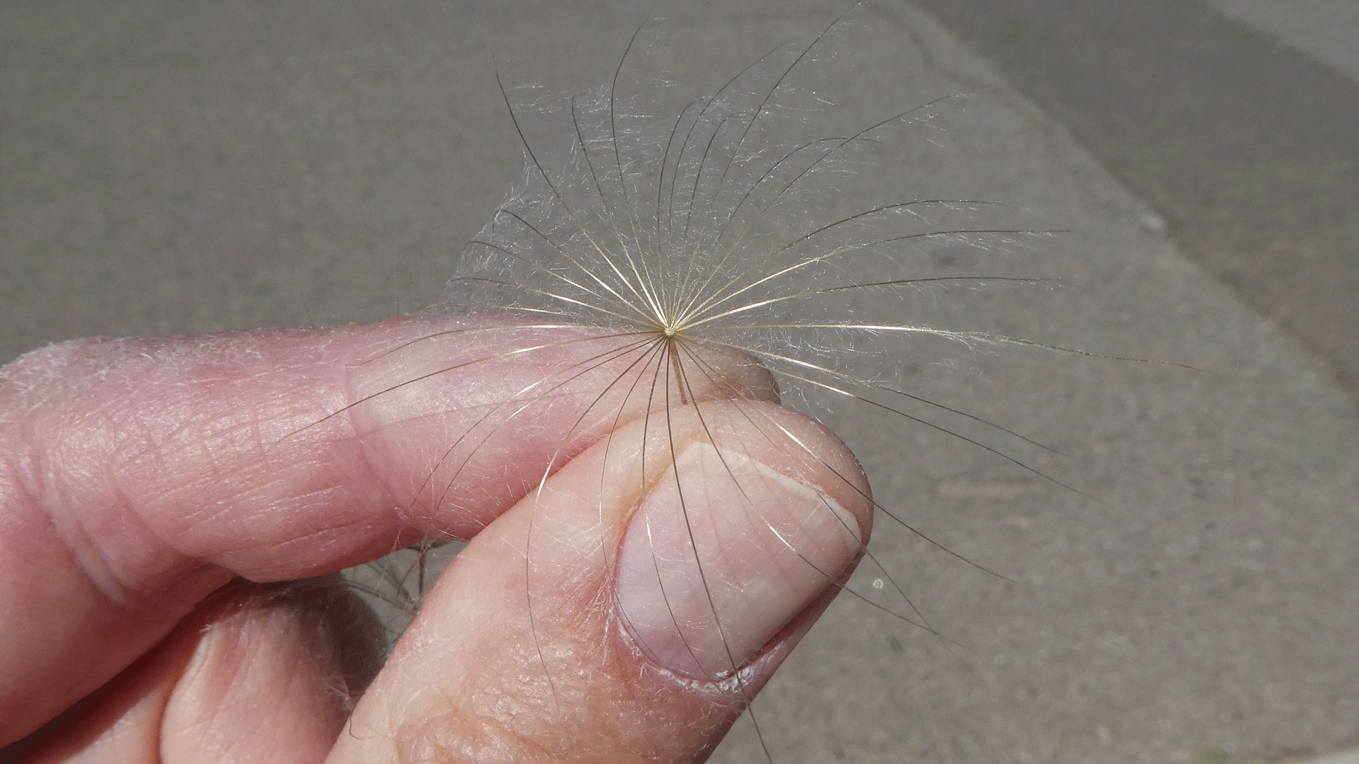 Seed plume, Albuquerque, May 2020