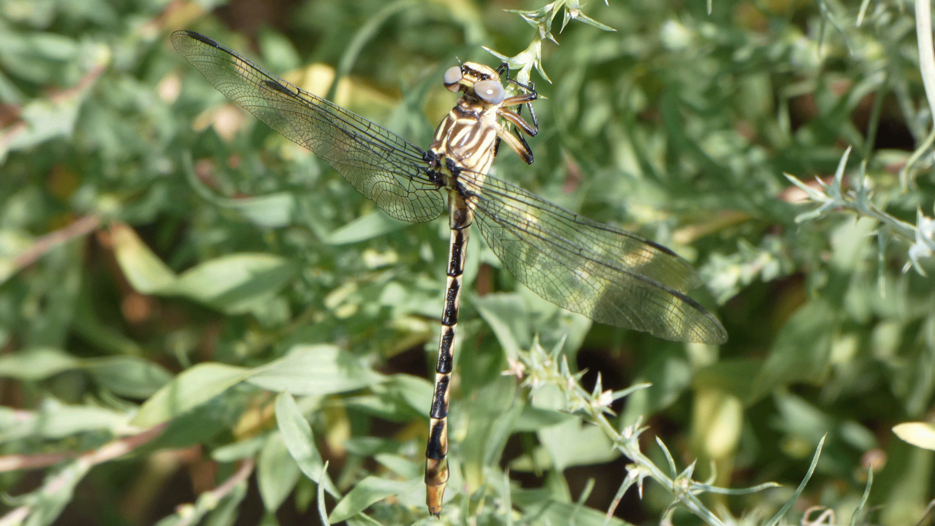 Immature Female, Rio Grande Bosque, Albuquerque, September 2020