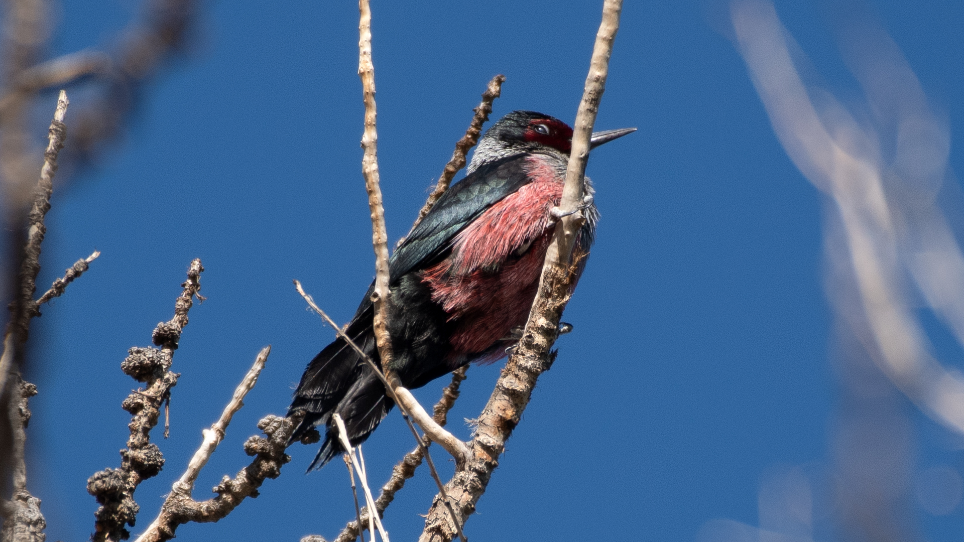 Rio Grande Bosque, Albuquerque, May 2026
