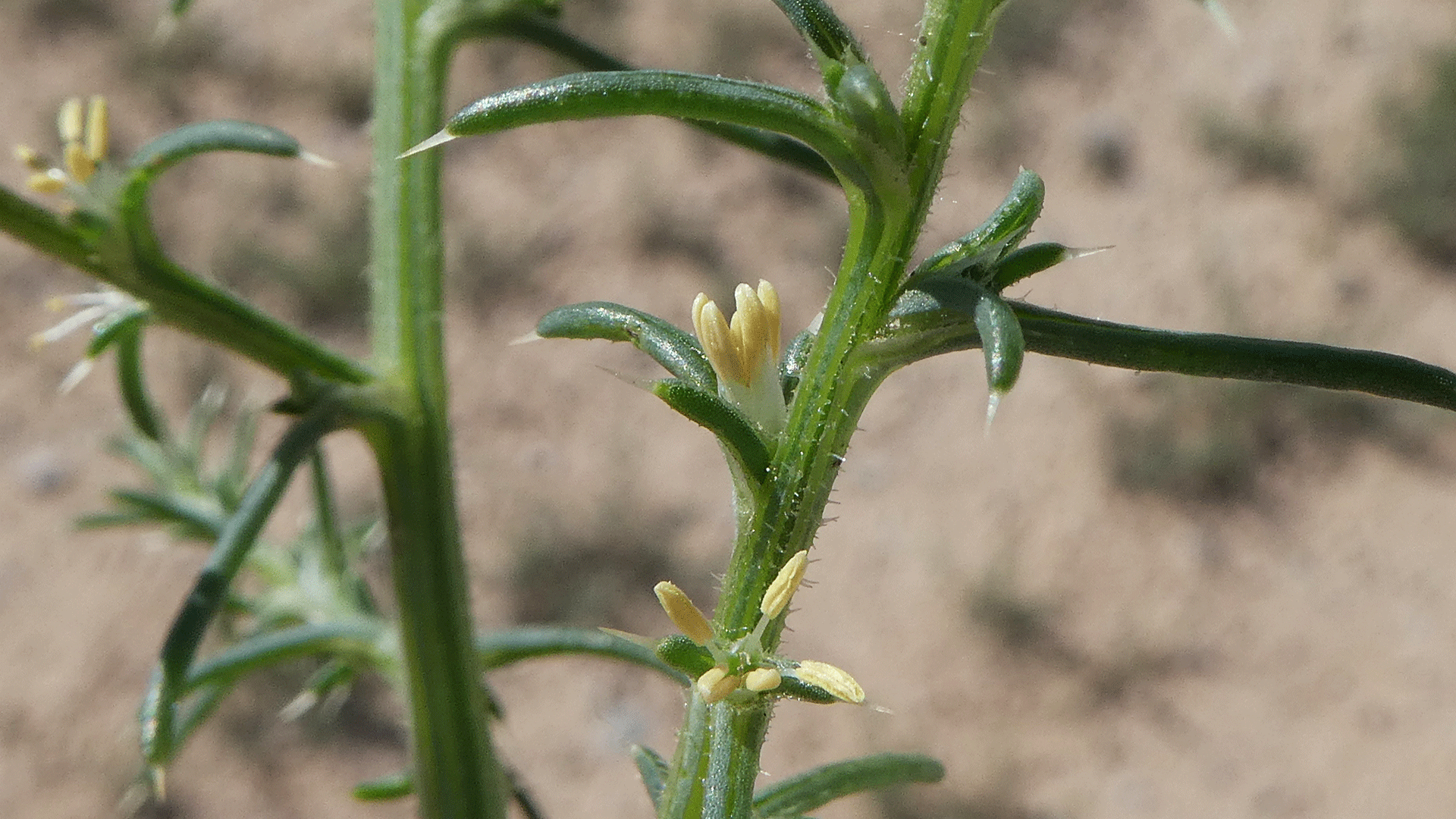 Flowers, Albuquerque, June 2020