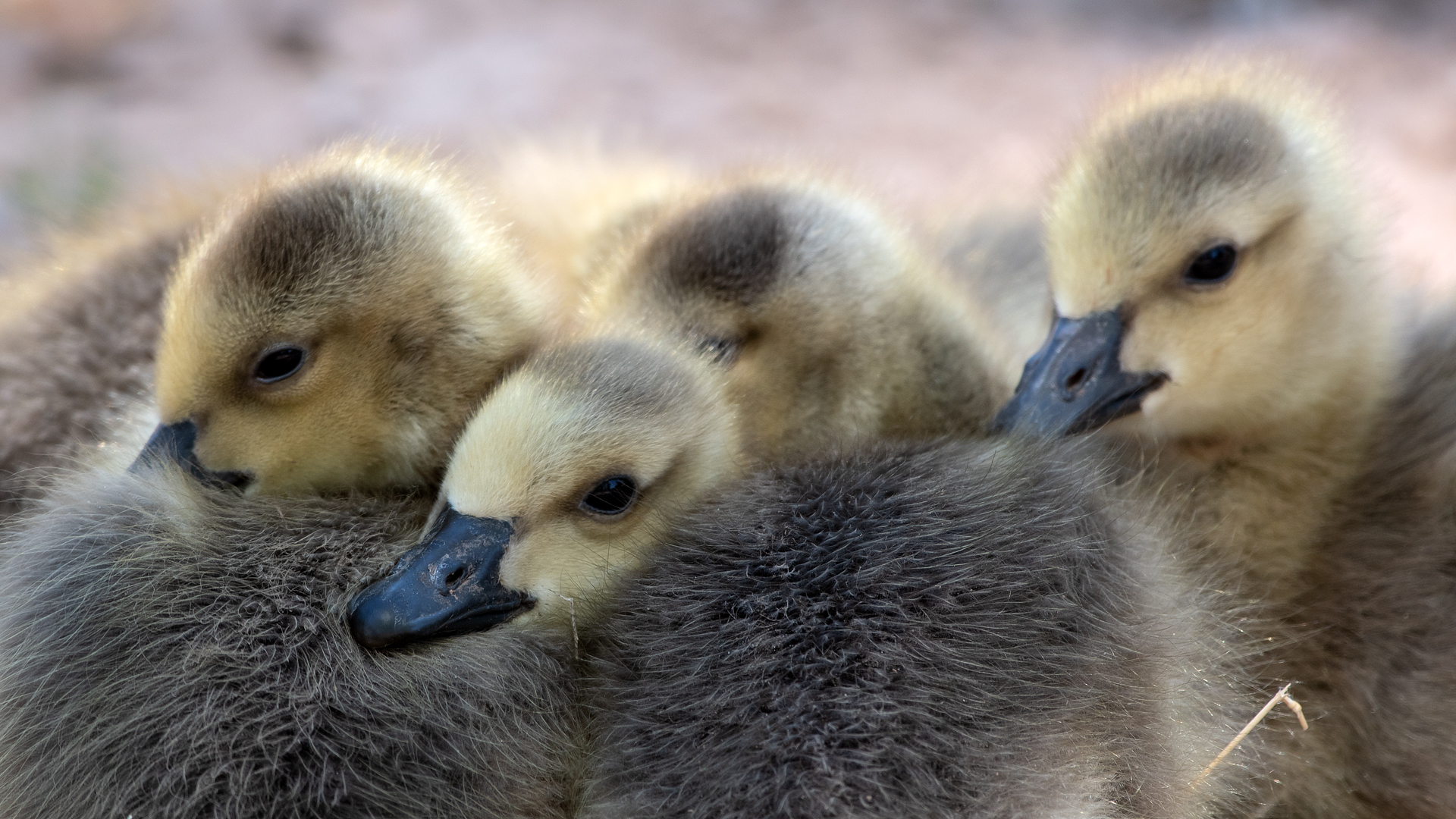 Goslings, Ranchos de Albuquerque, April 2023