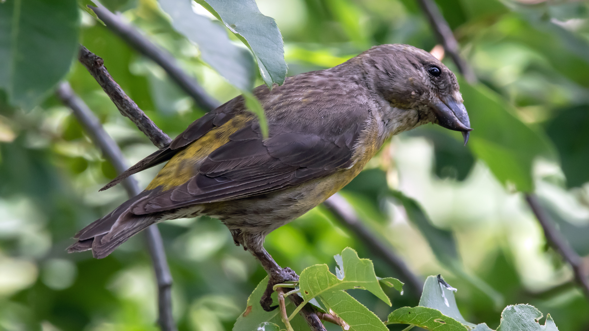 Immature female, Sandia Mountains, July 2023