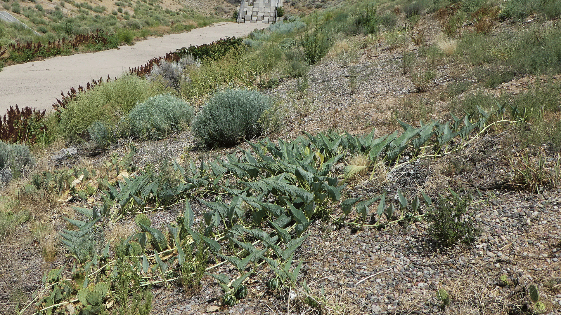Plant, Albuquerque, June 2020