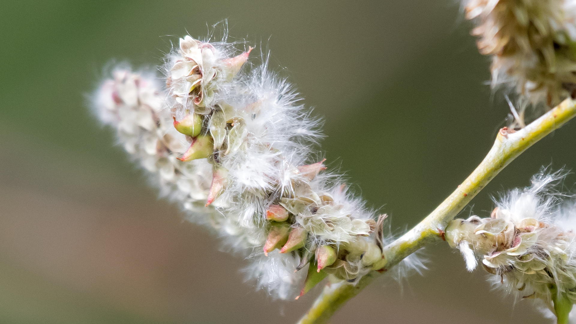 Narrow-leaf willow (I think), Sandia Mountains, April 2026