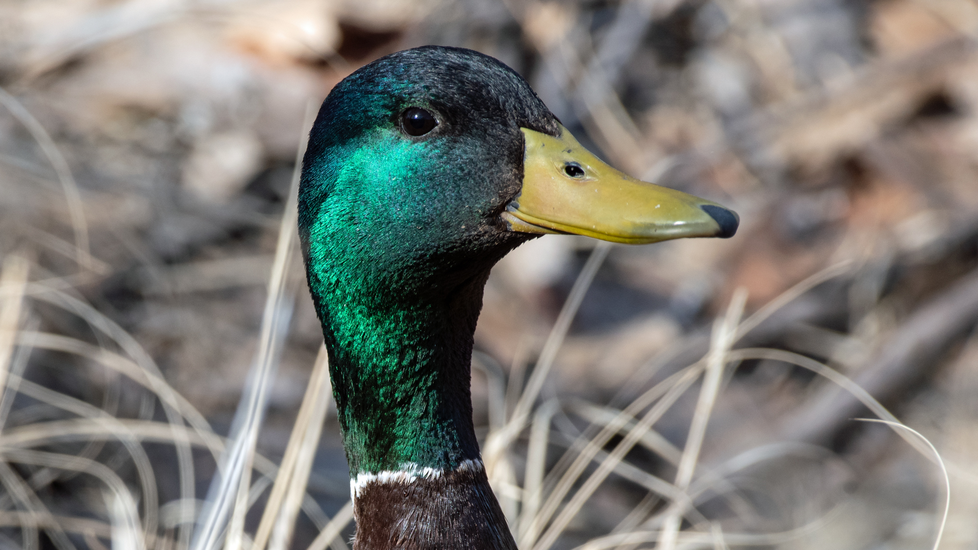 Male, Rio Grande Nature Center, March 2023