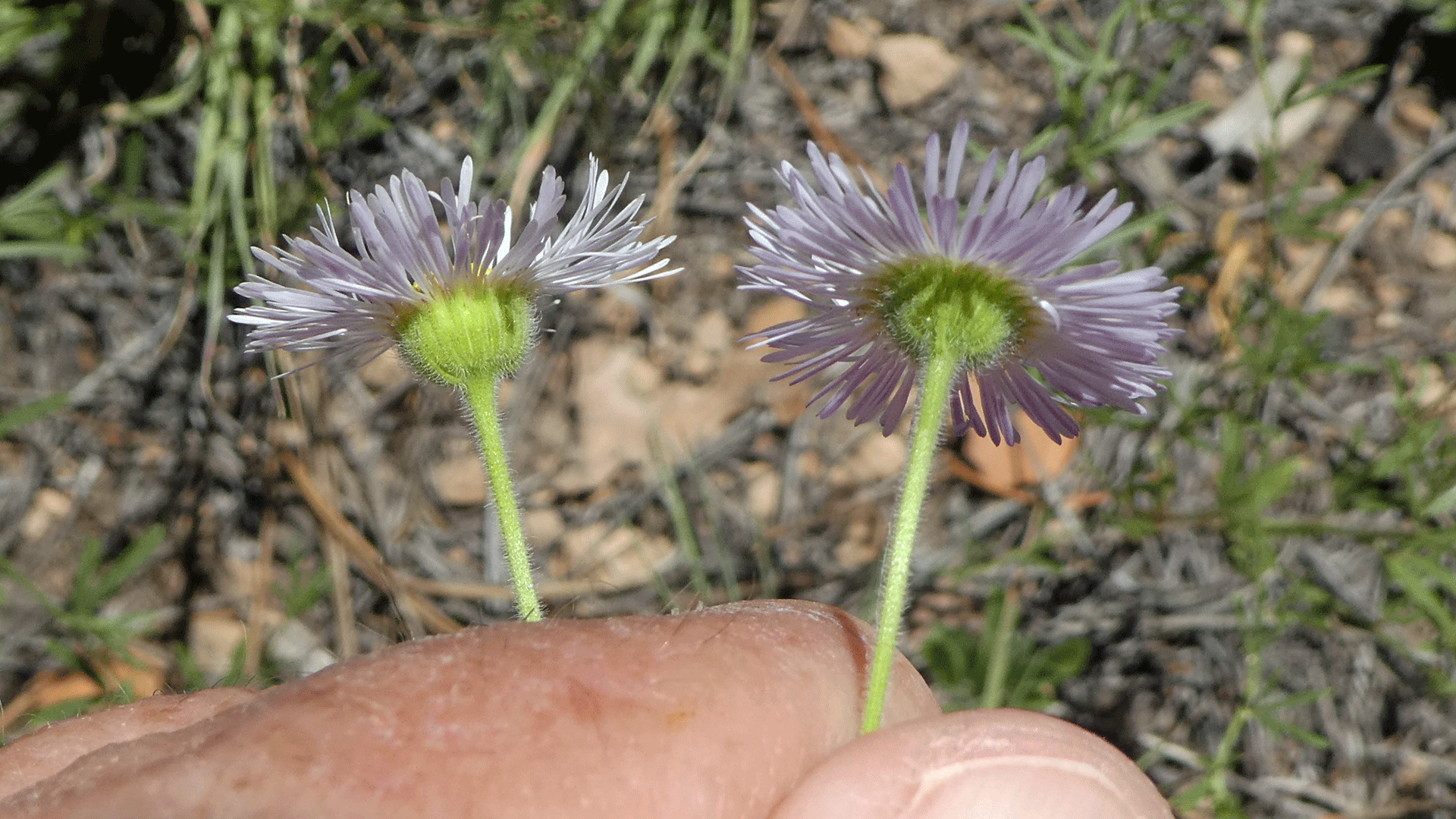 Jemez Mountains, July 2019