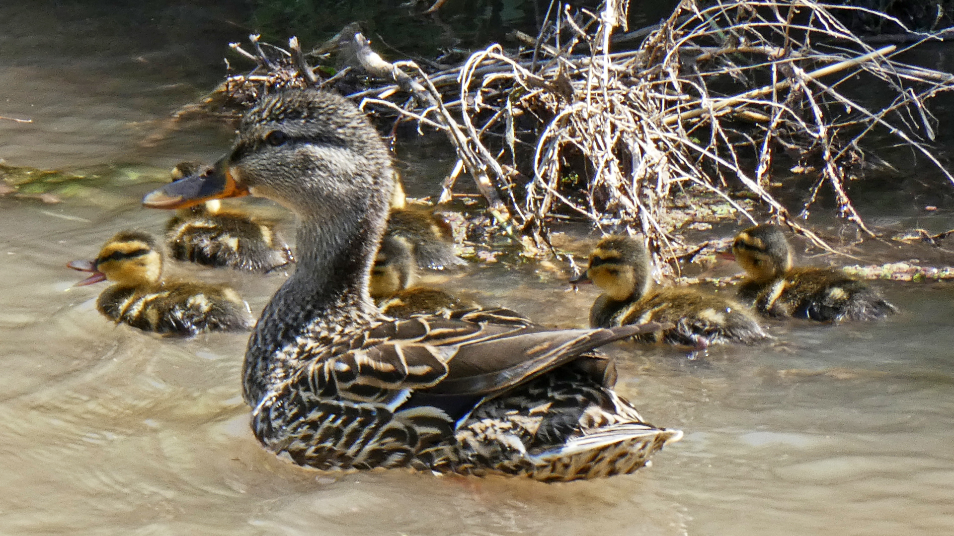 Female with ducklings, Albuquerque, May 2021