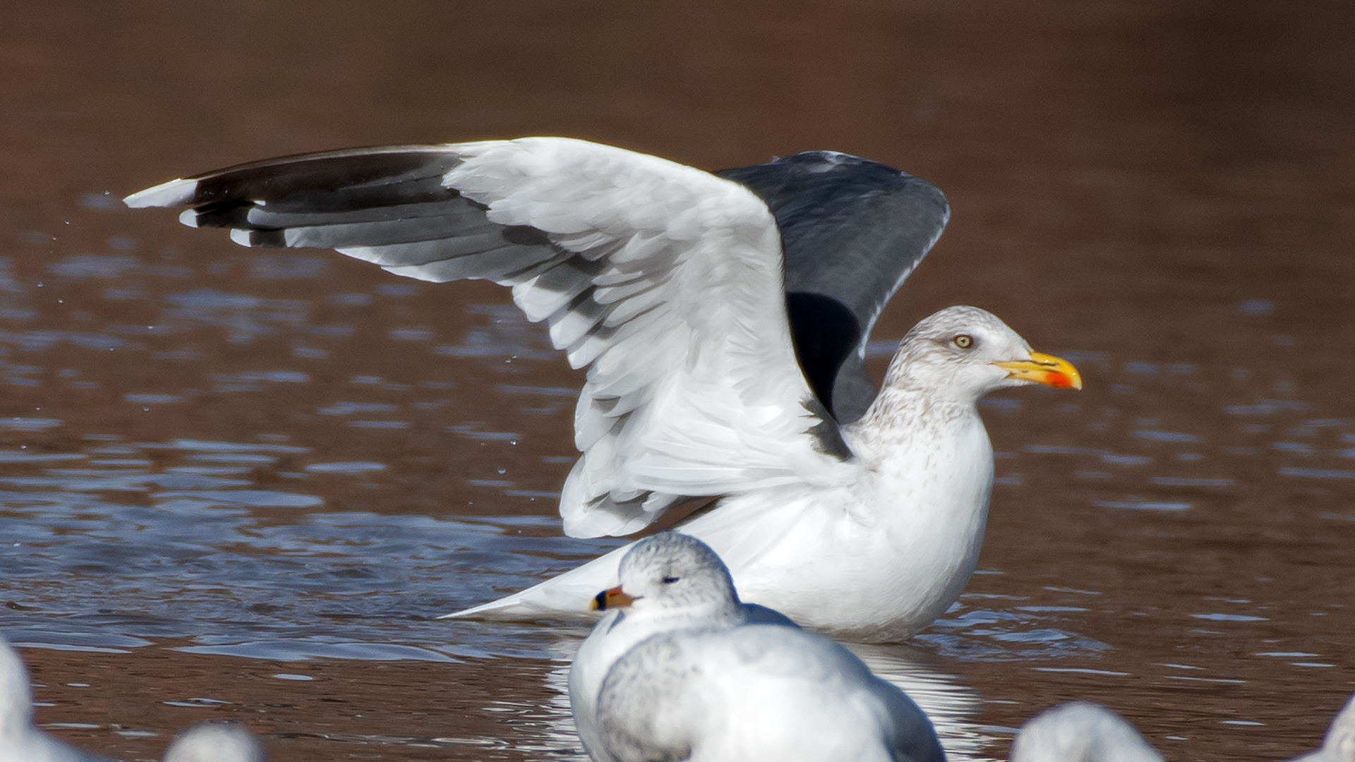 L. Fuscus and RGBUs, Albuquerque, January 2026