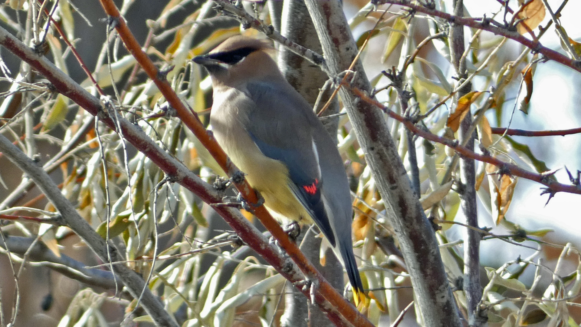 Rio Grande Bosque, Albuquerque, December 2022