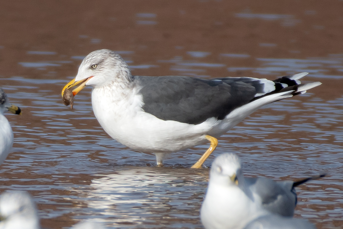 L. Fuscus and RGBUs, Albuquerque, January 2026