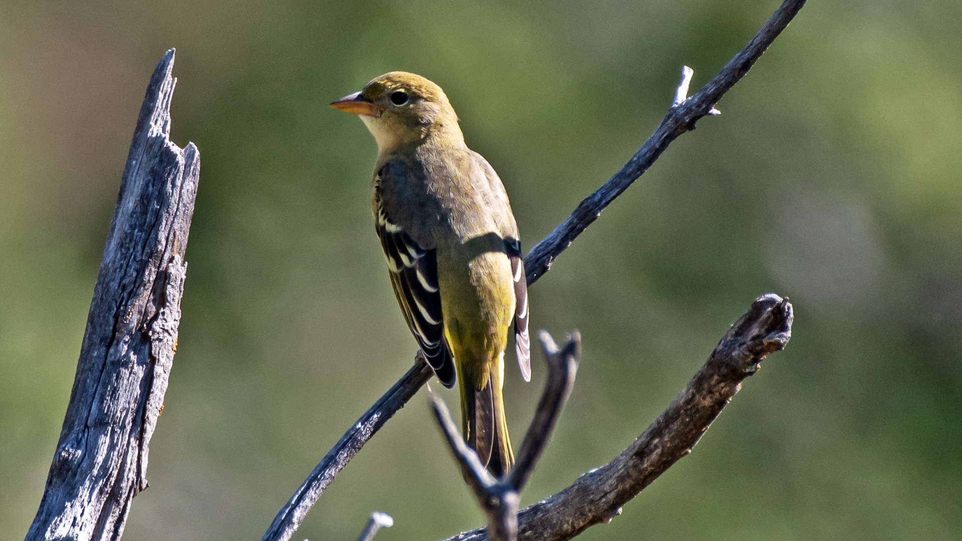 Female, Cedro Canyon, August 2024
