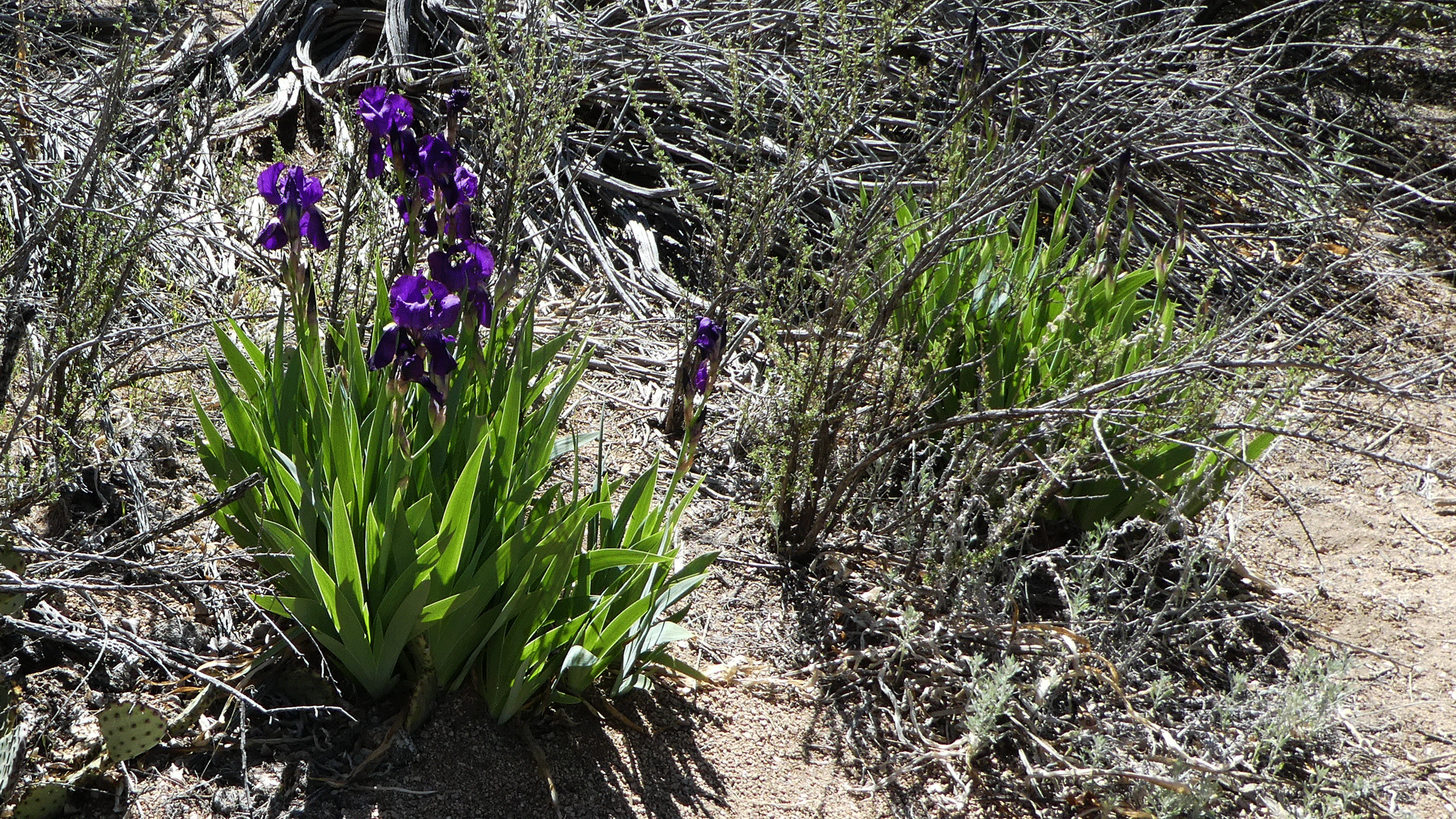 The Irises at the Domingo Baca Cabin - dogofthedesert