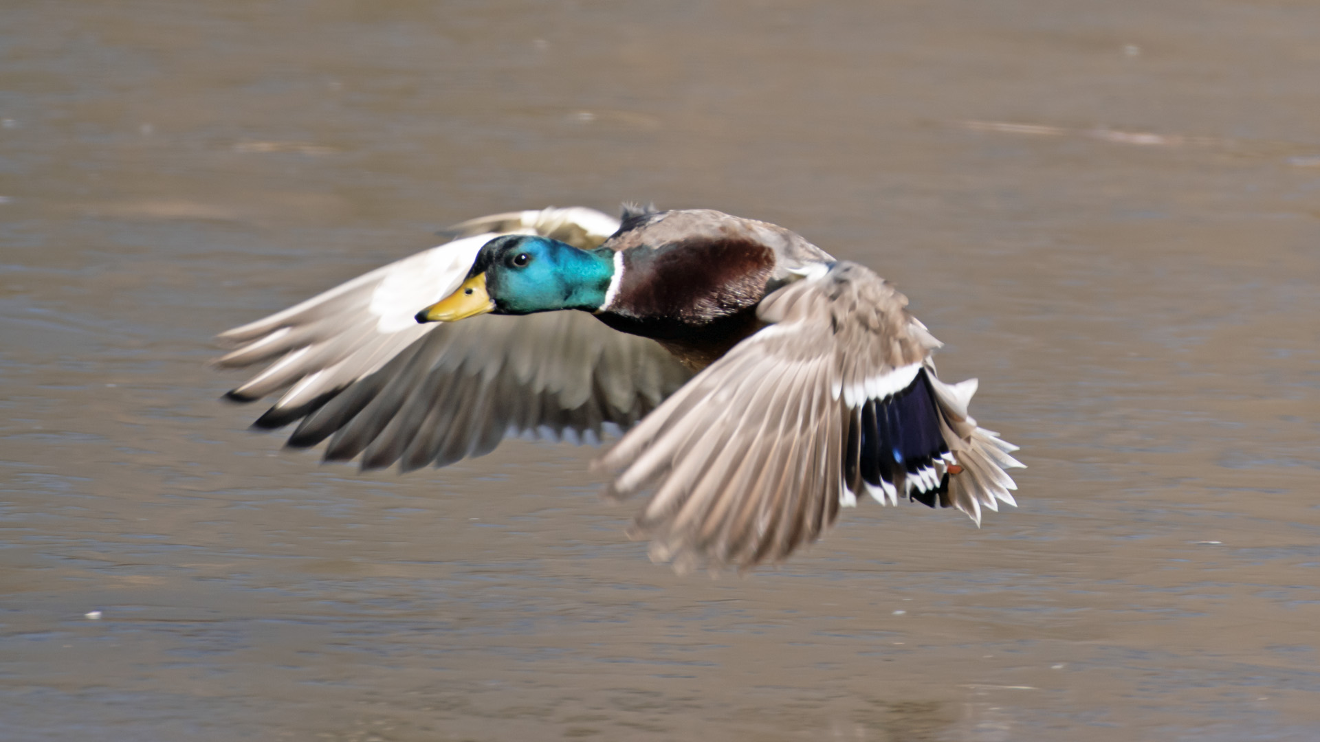 Male, Rio Grande, December 203