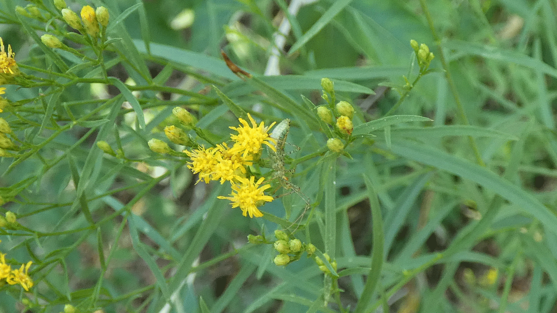 Nymph, Rio Grande Bosque, Albuquerque, August 2020