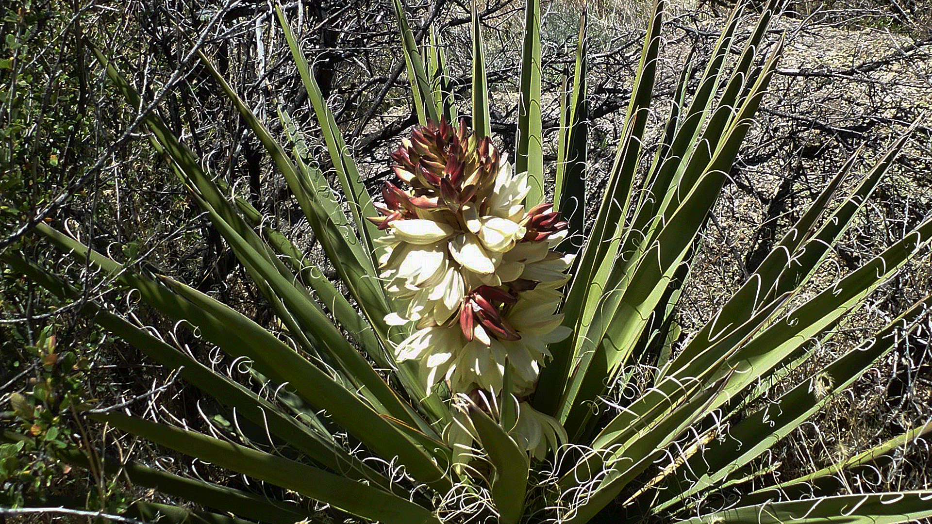 Sandia Mountains west foothills, April 2017