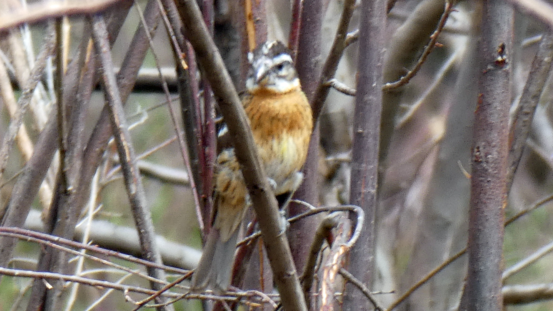 Female or immature, Rio Grande Bosque, May 2021