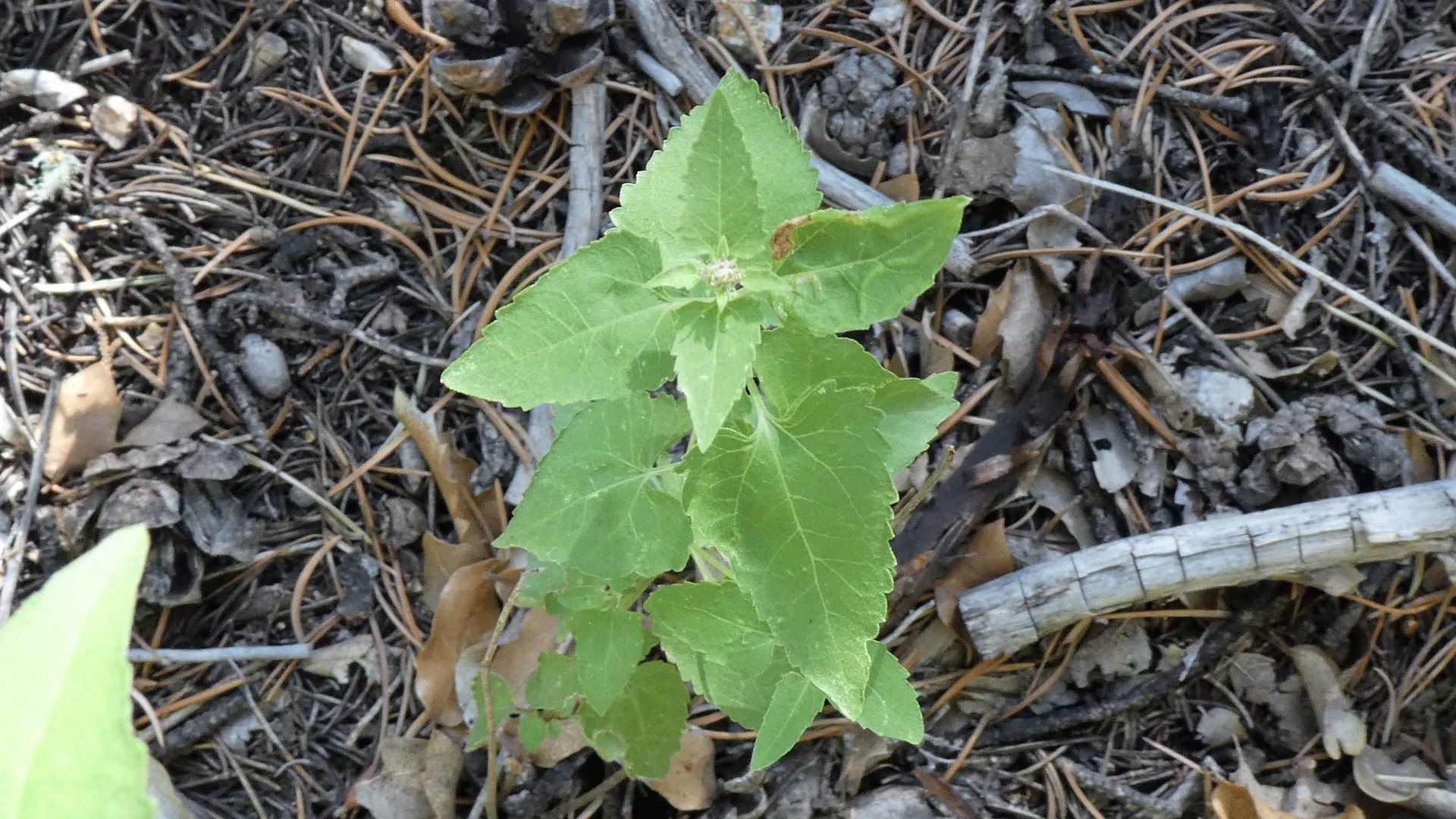 Young plant showing opposite leaves, Sandia Mountains, September 2020