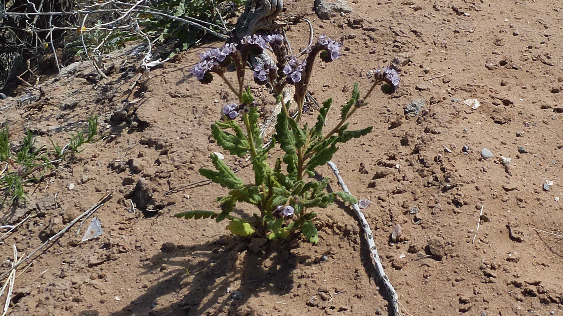 Rio Grende Bosque, Albuquerque, May 2016