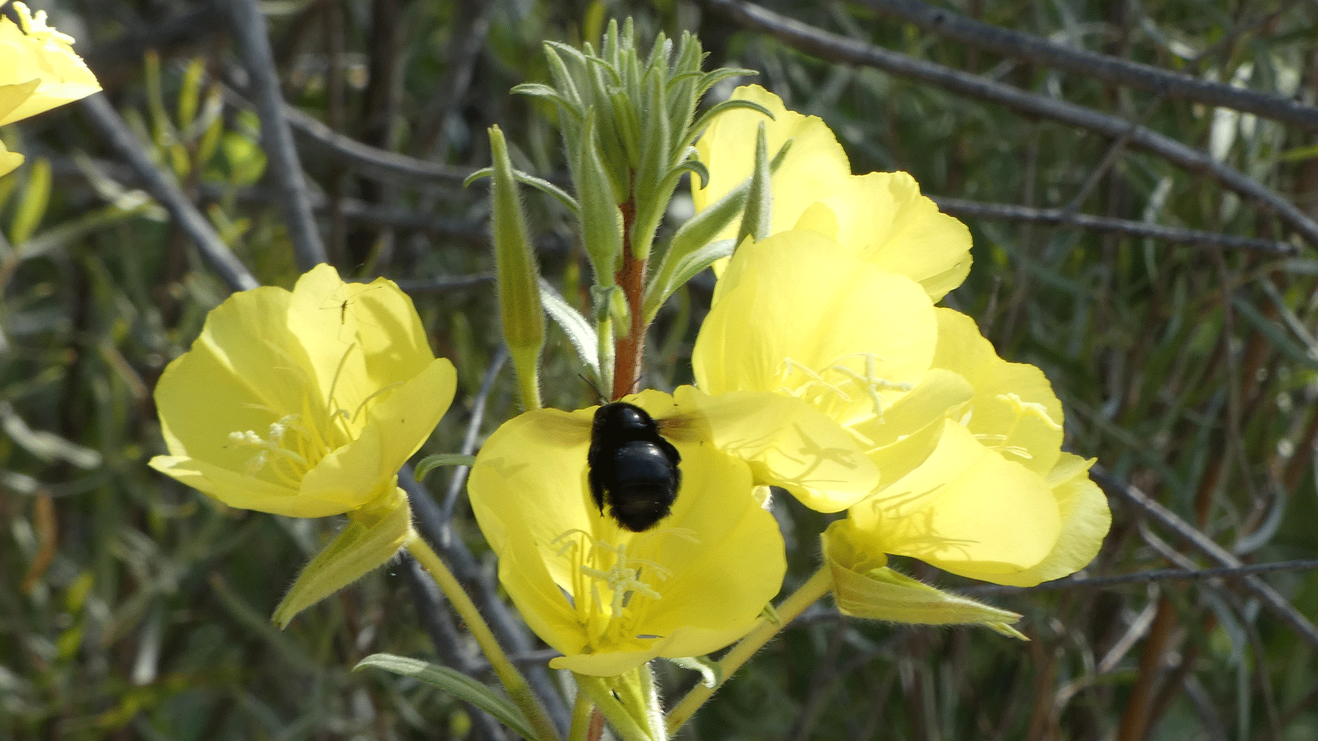 The carpenter bee heading in the front door