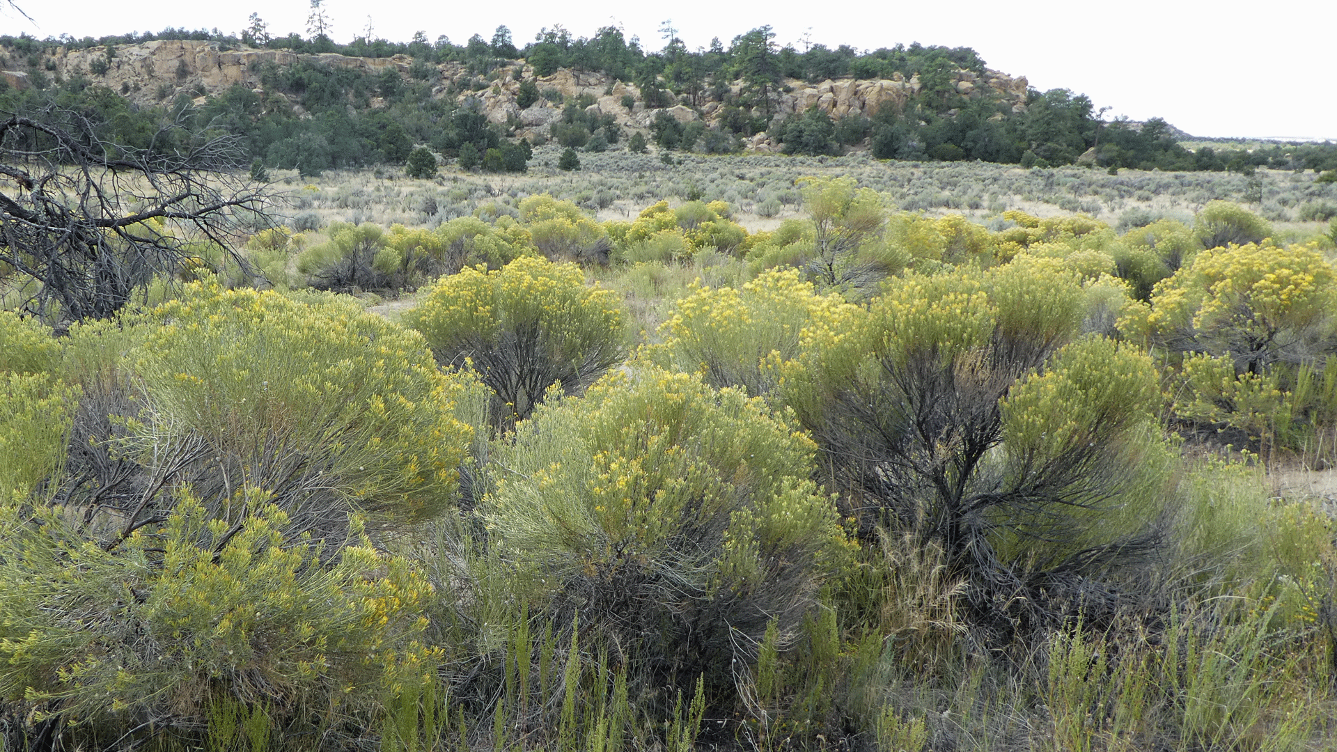 Mesa Portales, September 2019