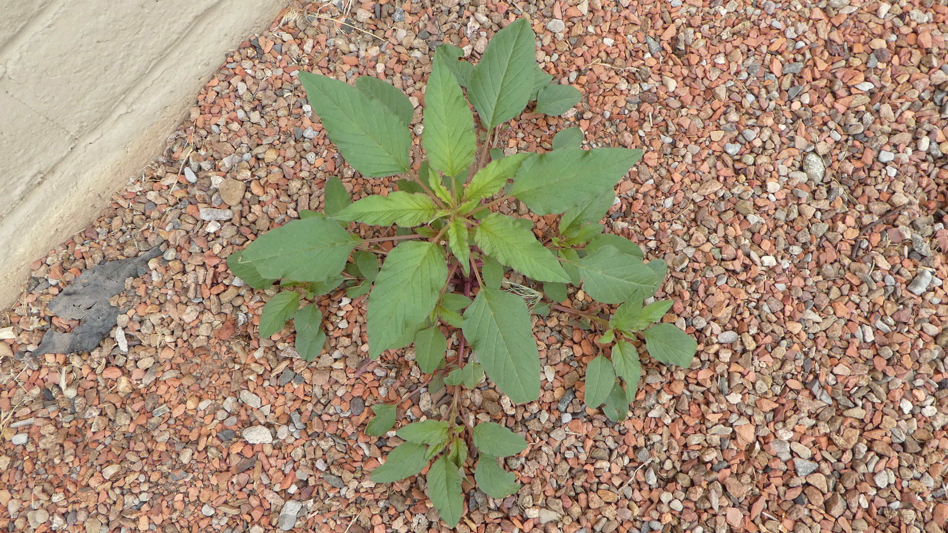 Young plant, all-green leaves, Albuquerque, June 2020